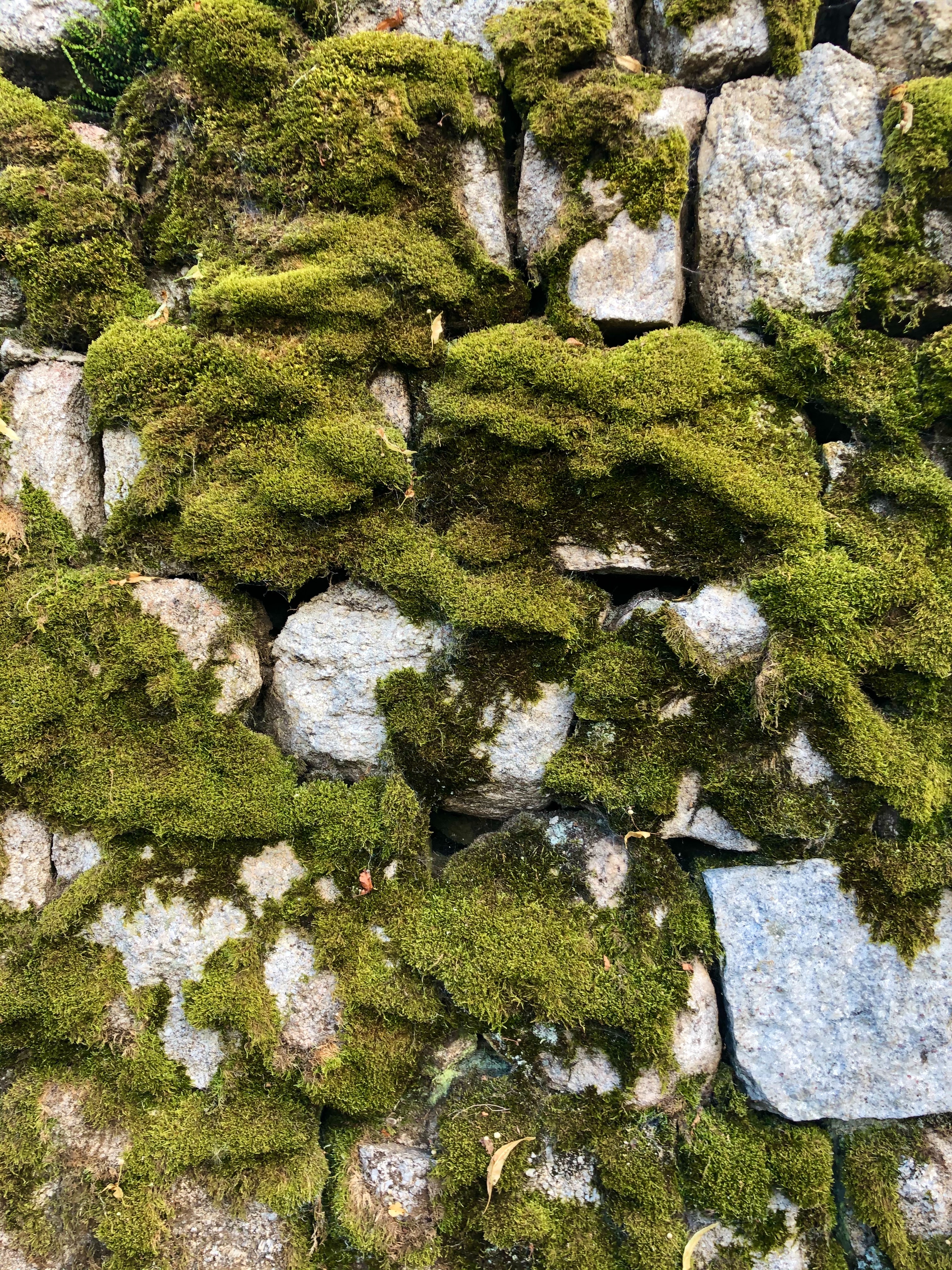 Handy-Wallpaper Felsen, Die Steine, Moos, Moss, Stones, Makro, Natur kostenlos herunterladen.