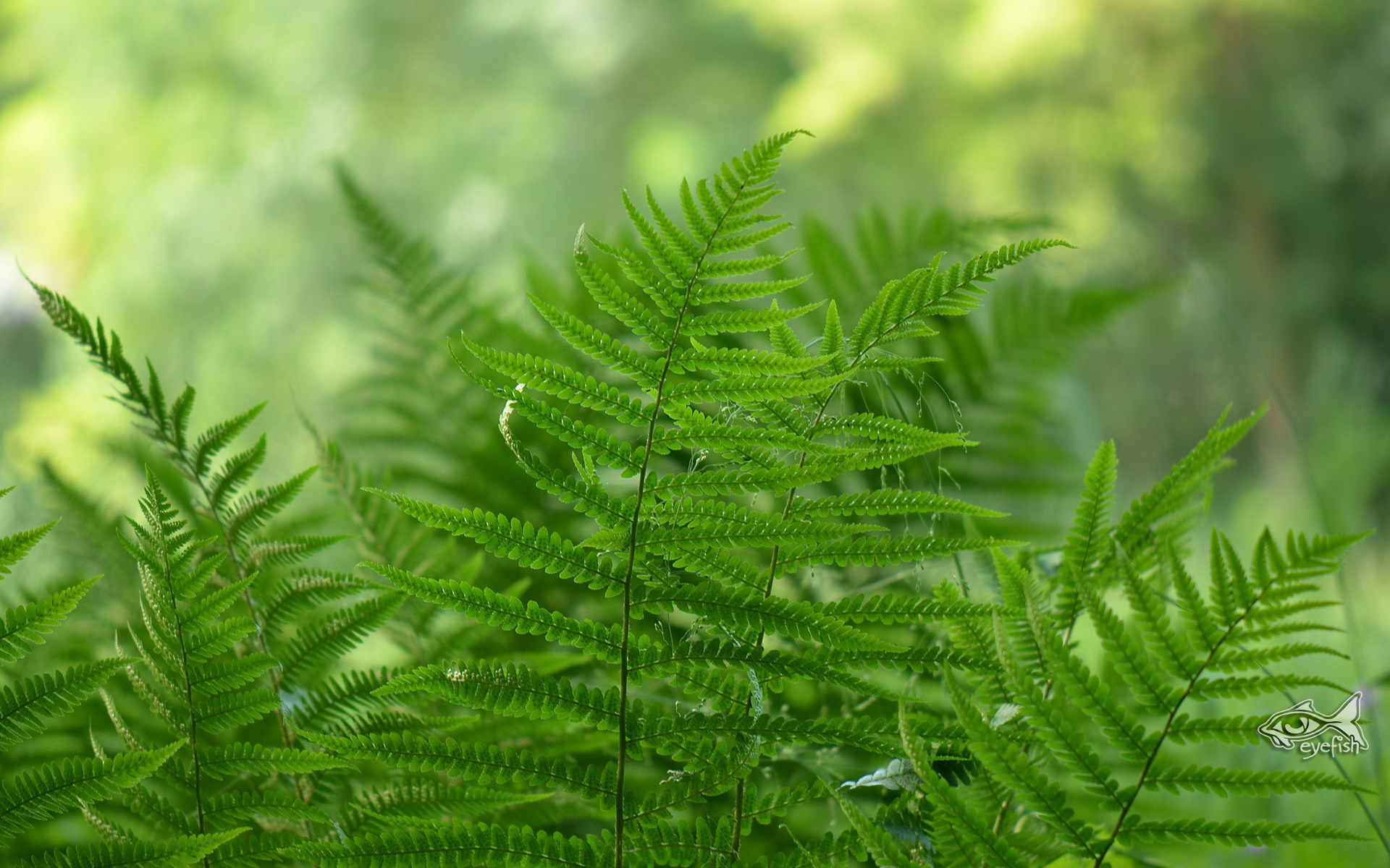 Baixar papel de parede para celular de Samambaia, Terra/natureza gratuito.