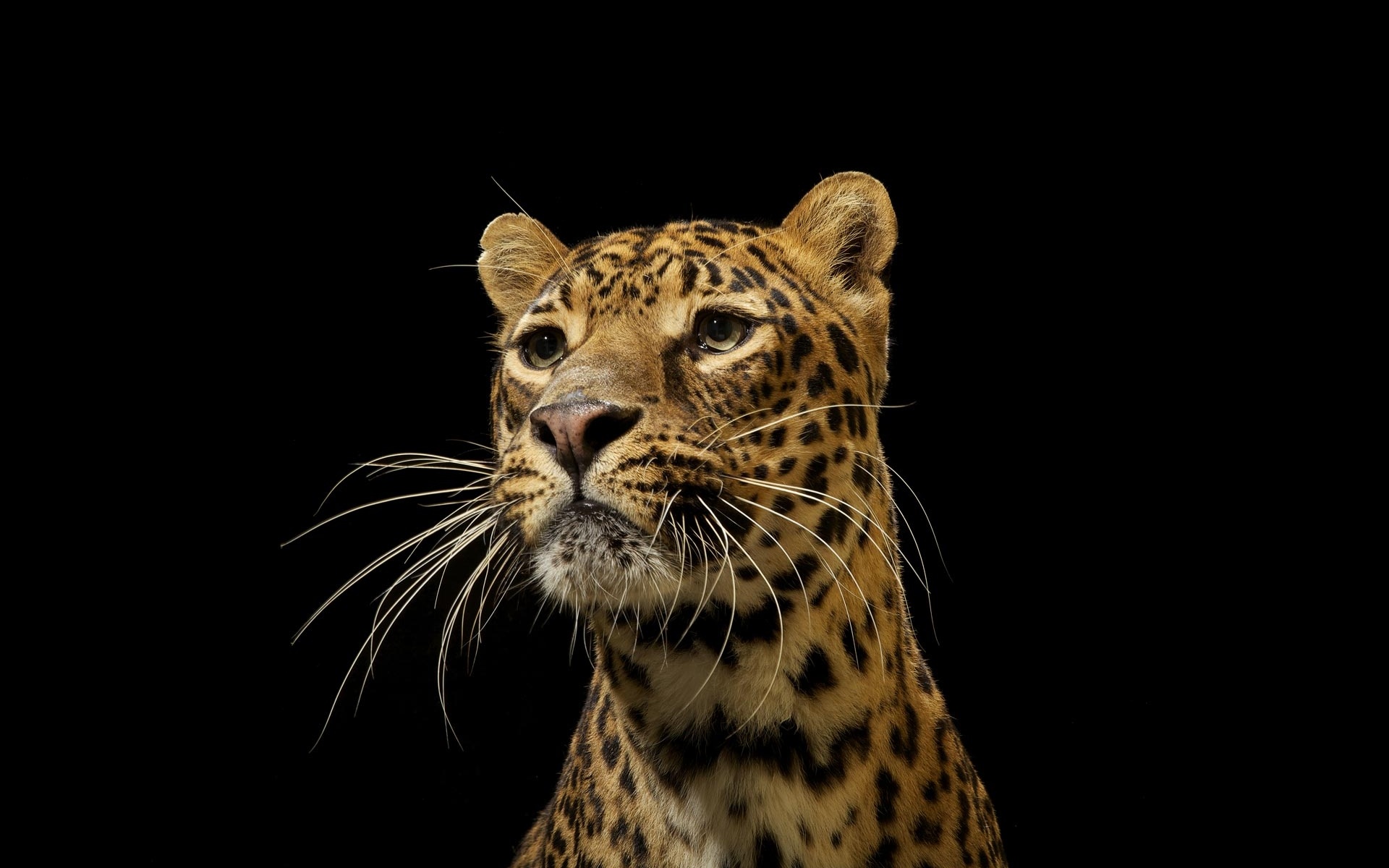 Handy-Wallpaper Leopard, Katzen, Tiere kostenlos herunterladen.