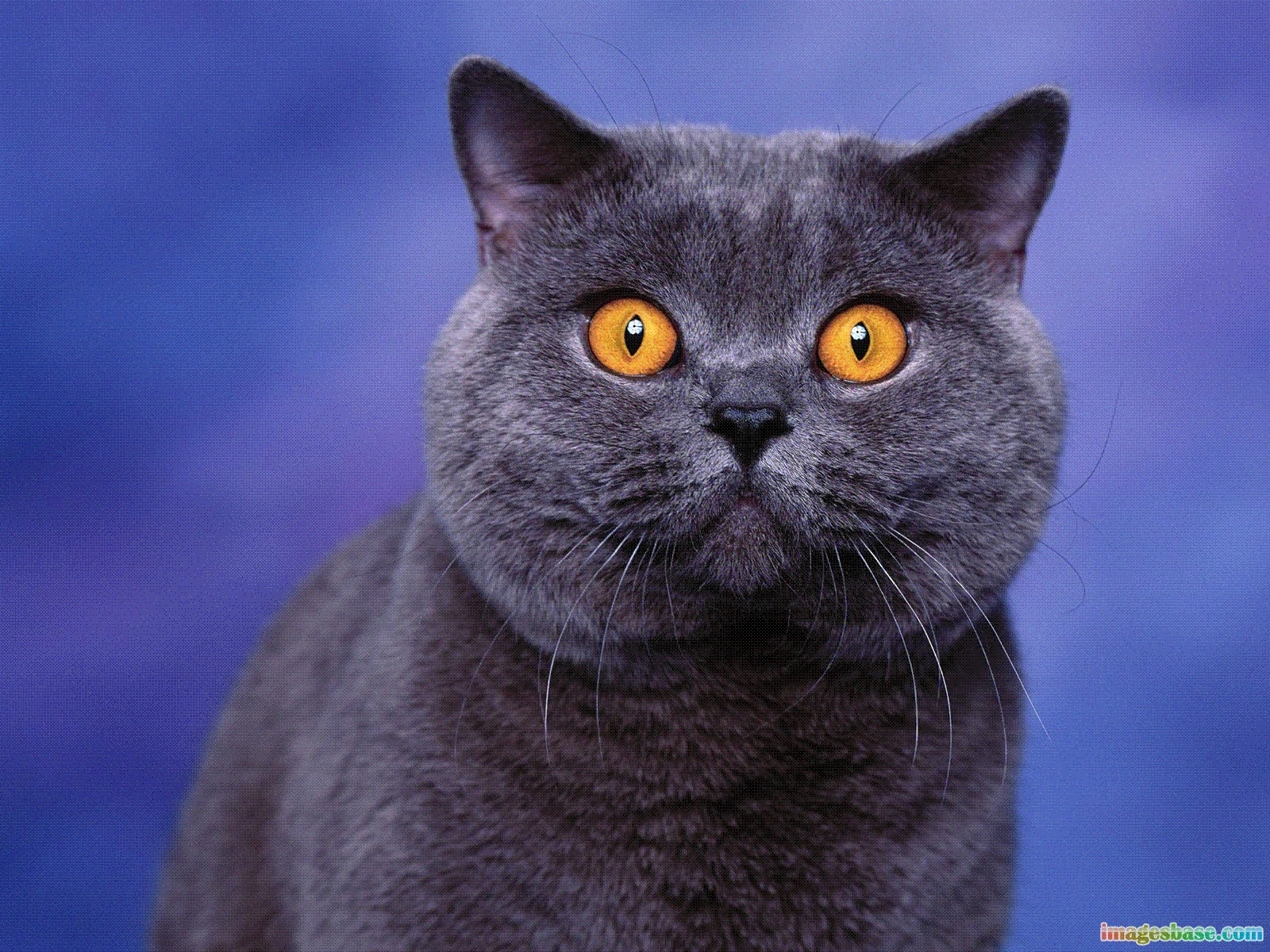 6068 скачать картинку кошки (коты котики), животные, синие - обои и заставки бесплатно