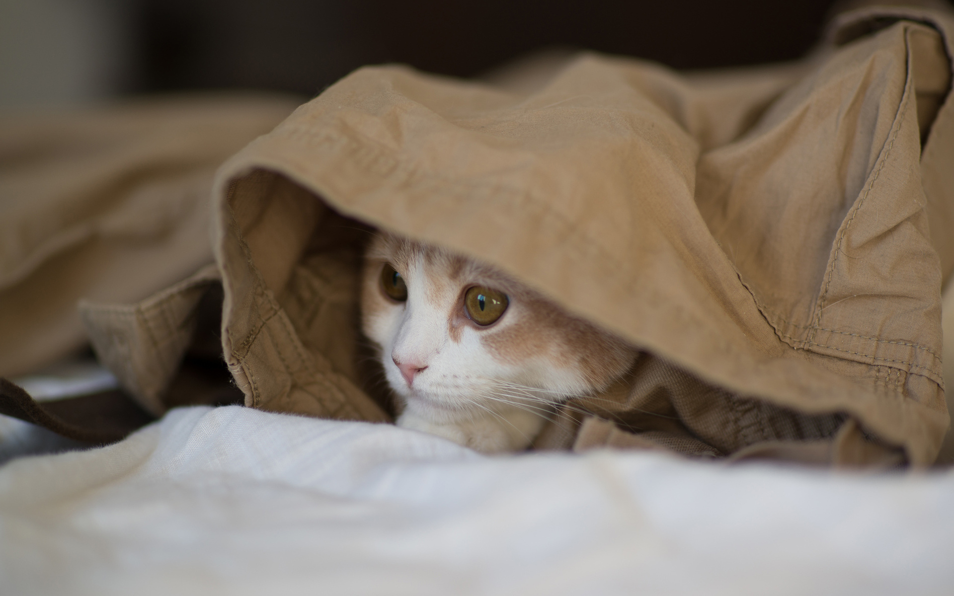 Téléchargez des papiers peints mobile Animaux, Chat gratuitement.