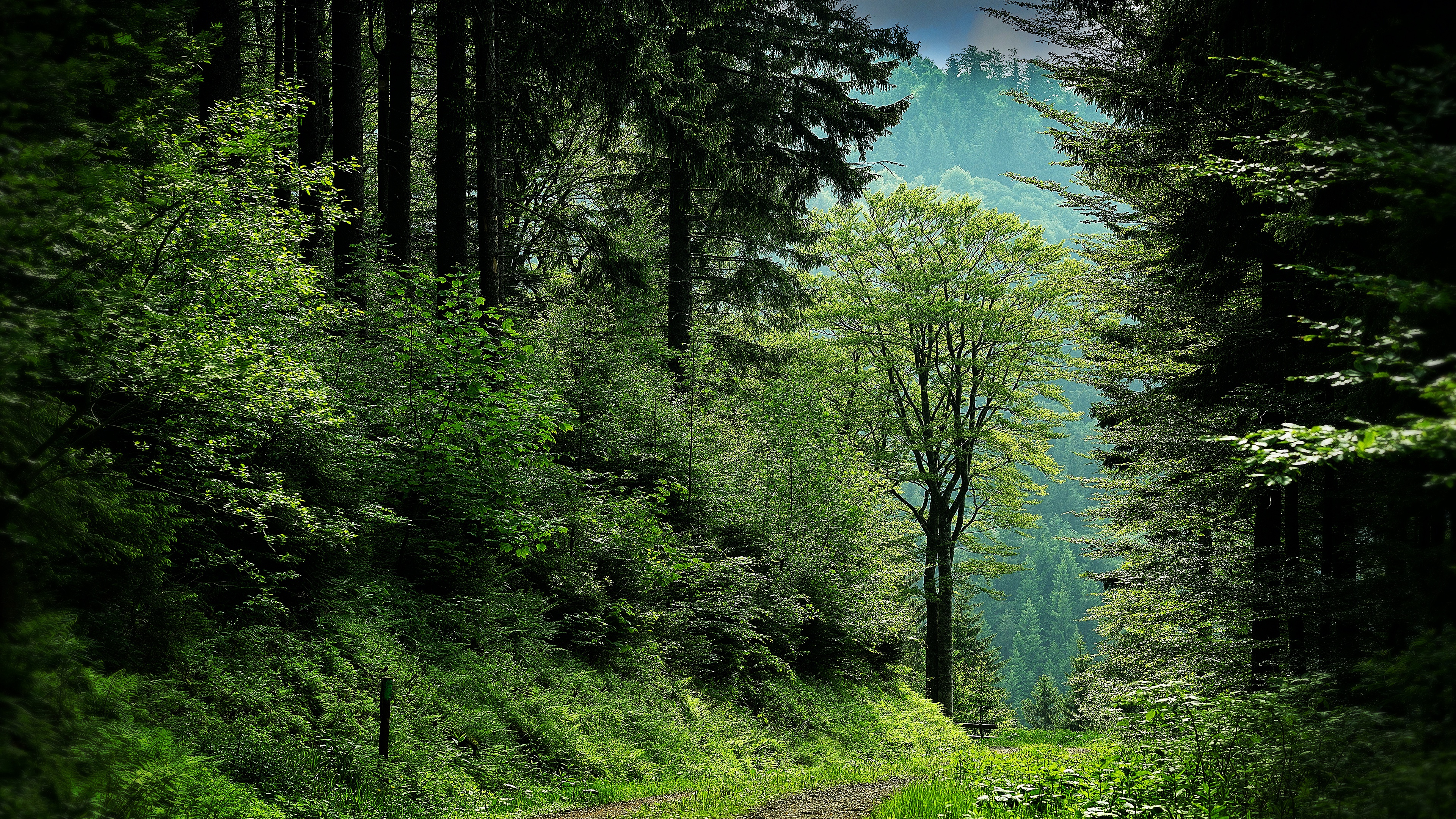 Laden Sie das Kiefer, Wald, Baum, Busch, Erde/natur-Bild kostenlos auf Ihren PC-Desktop herunter