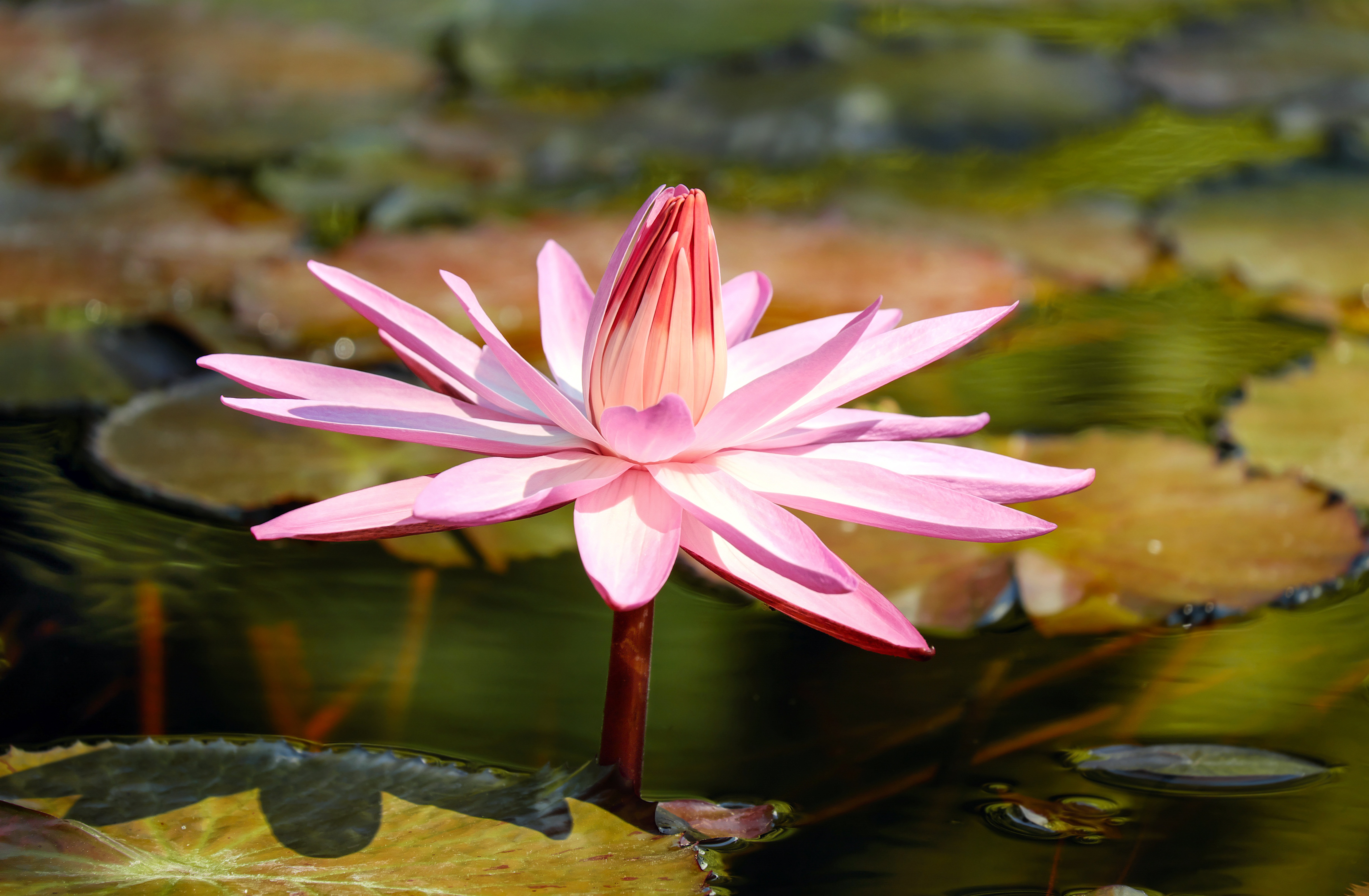 Download mobile wallpaper Nature, Flowers, Flower, Earth, Water Lily, Pink Flower, Lily Pad for free.