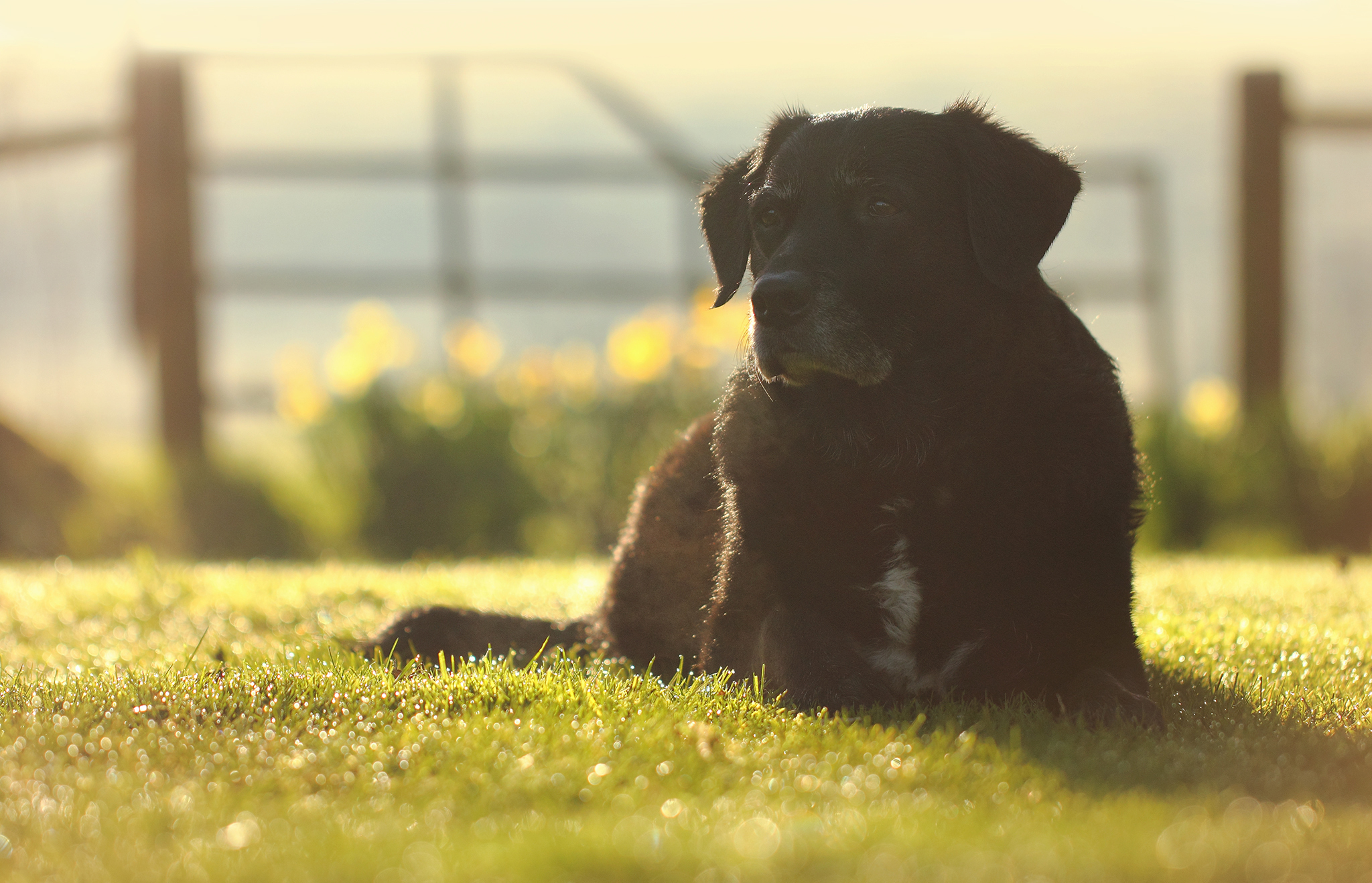 Download mobile wallpaper Dogs, Grass, Dog, Animal, Sunny for free.