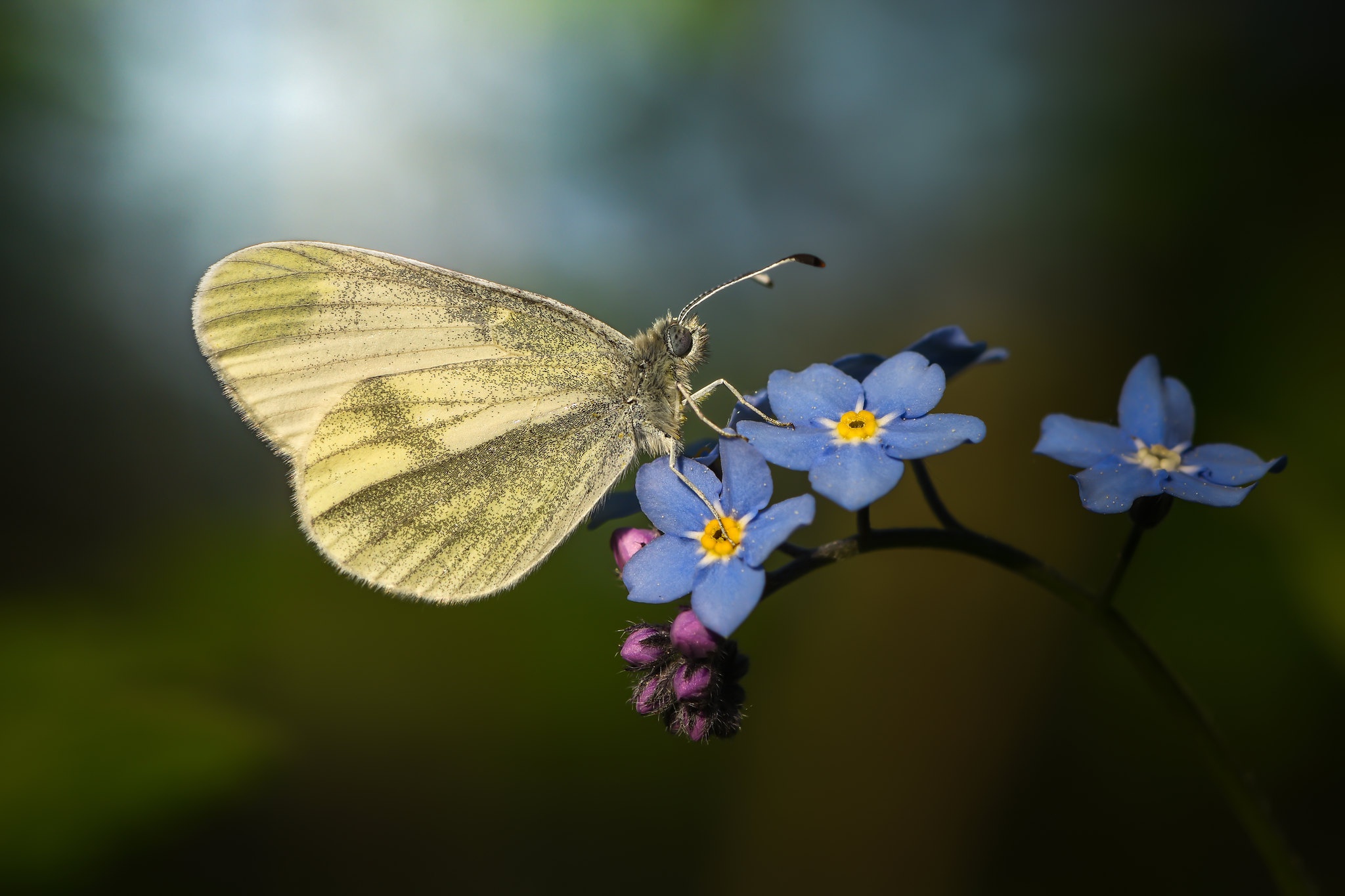 PCデスクトップに動物, 蝶, 花, 大きい, 虫画像を無料でダウンロード