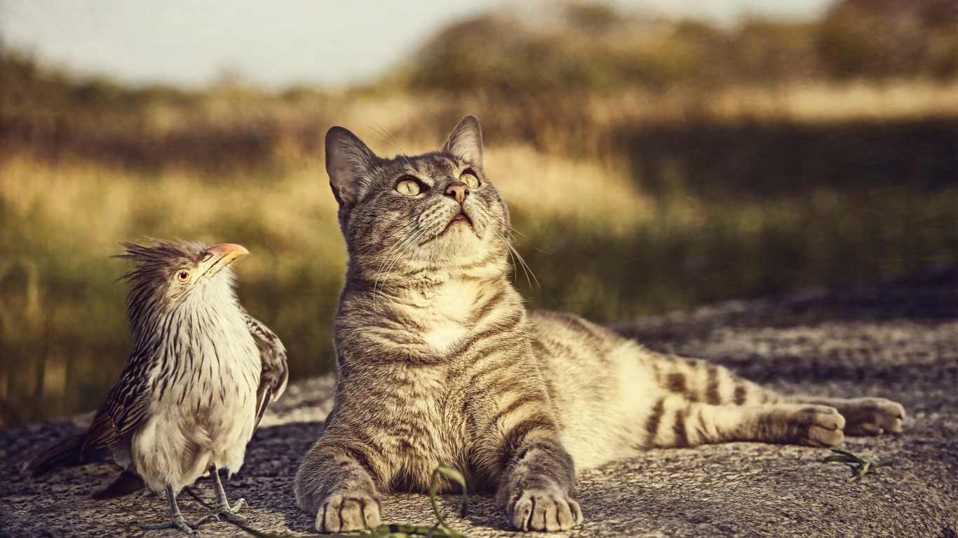 Téléchargez gratuitement l'image Animaux, Chat sur le bureau de votre PC