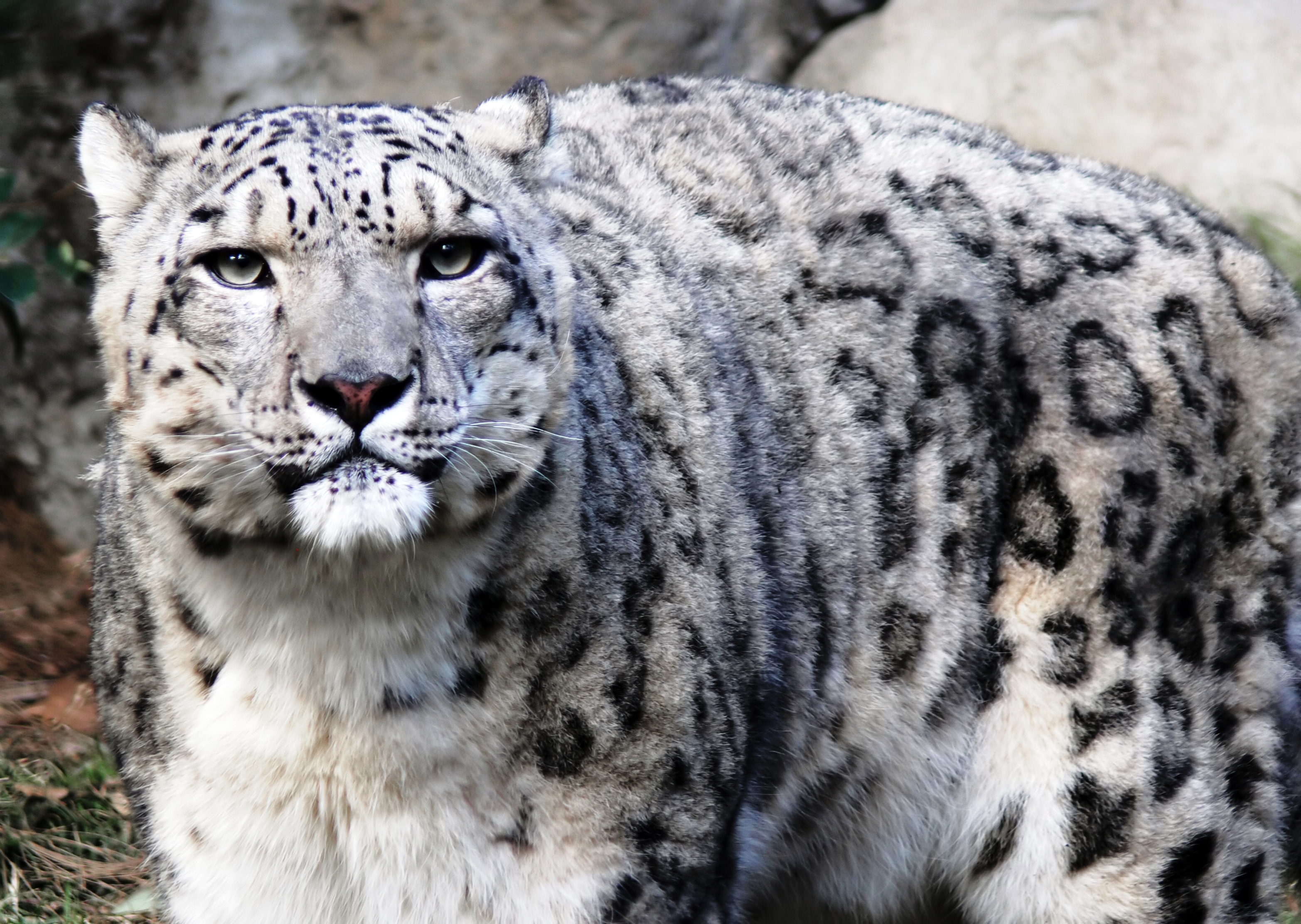 Скачати мобільні шпалери Сніговий Леопард, Коти, Тварина безкоштовно.