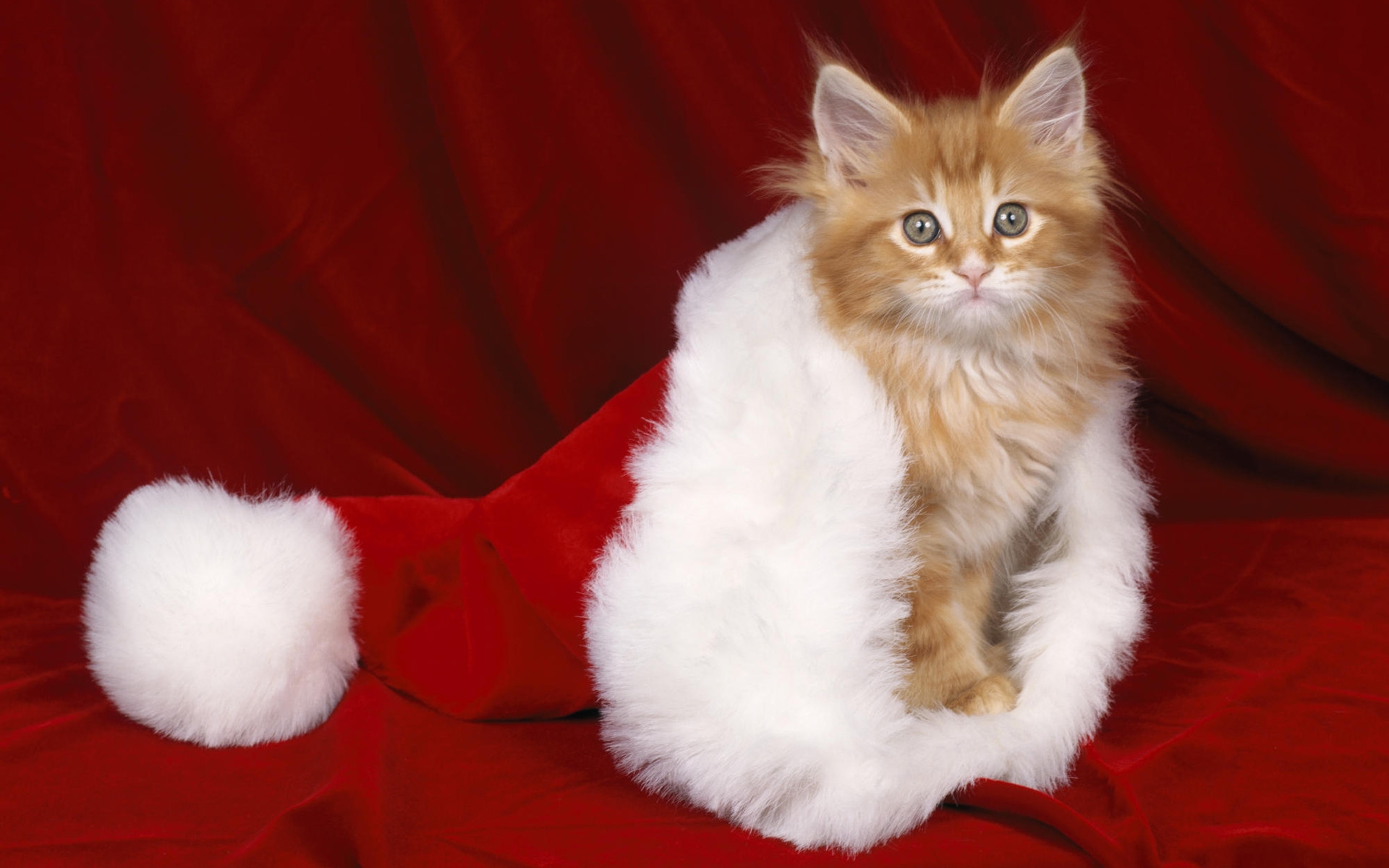 Laden Sie das Tiere, Katzen, Katze, Weihnachtsmütze-Bild kostenlos auf Ihren PC-Desktop herunter