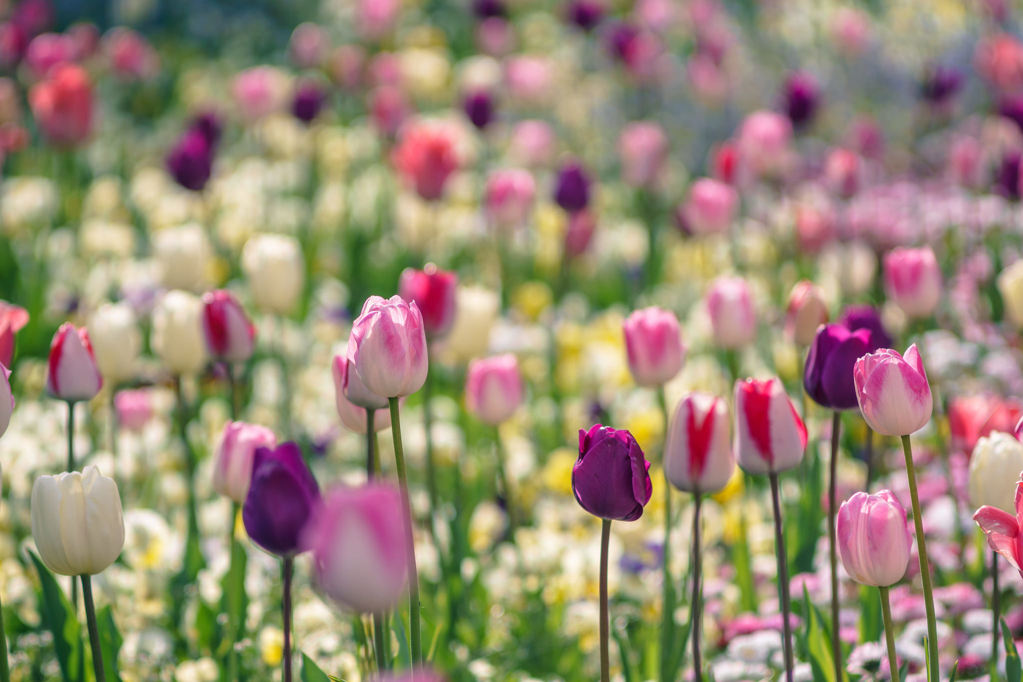 PCデスクトップに自然, フラワーズ, チューリップ, 夏, 花, 地球, ピンクの花, 紫色の花画像を無料でダウンロード