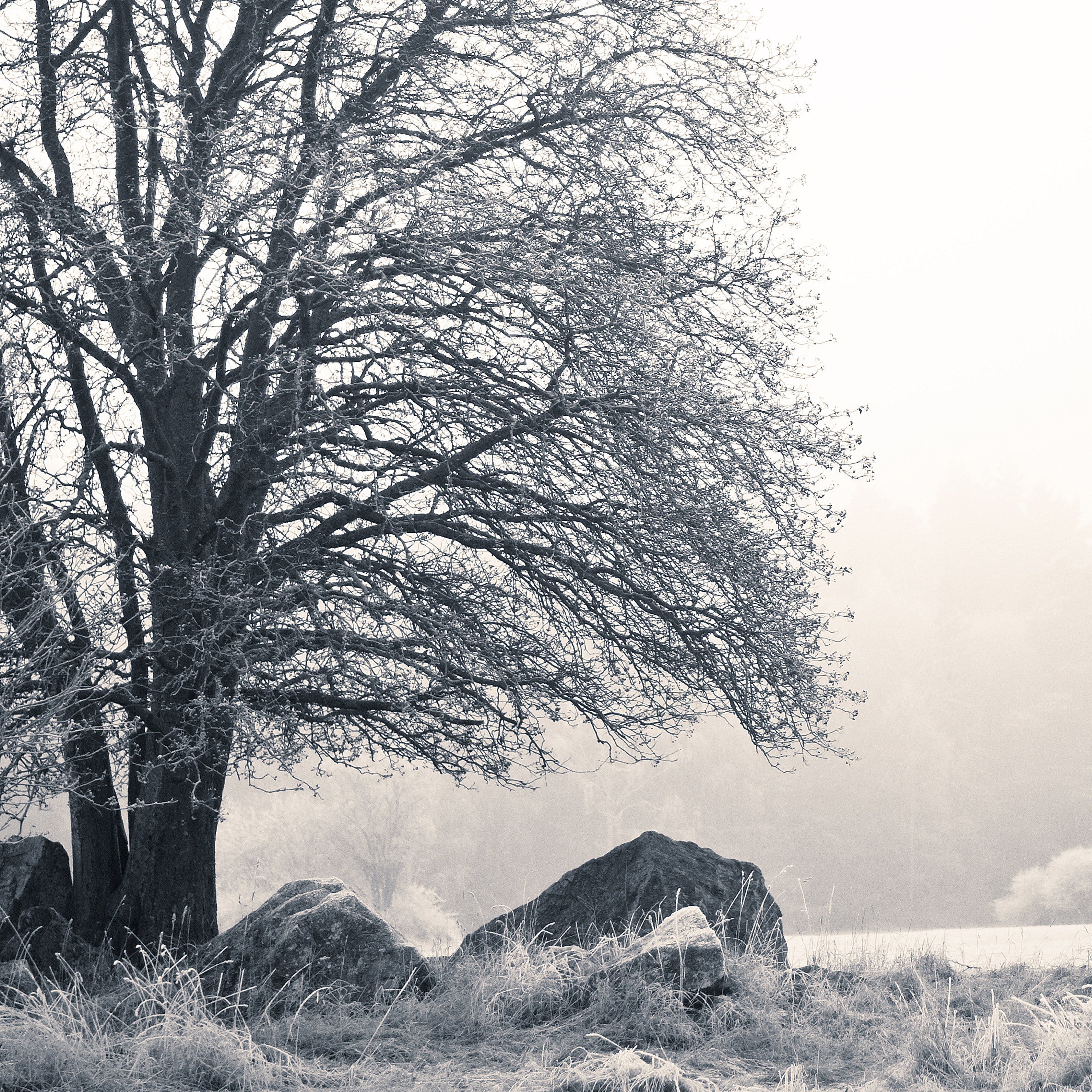 Laden Sie das Rauhreif, Stones, Holz, Natur, Nebel, Baum, Frost, Winter-Bild kostenlos auf Ihren PC-Desktop herunter