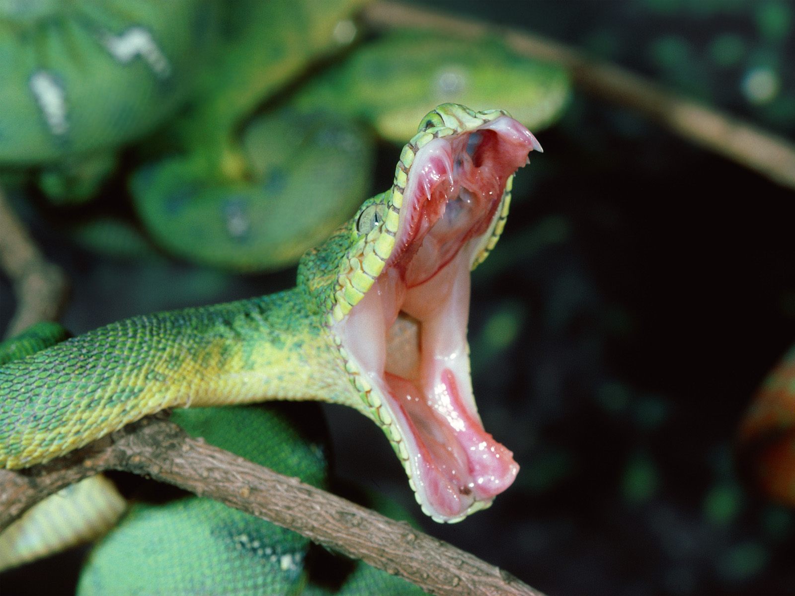 Téléchargez des papiers peints mobile Serpent, Reptiles, Animaux gratuitement.