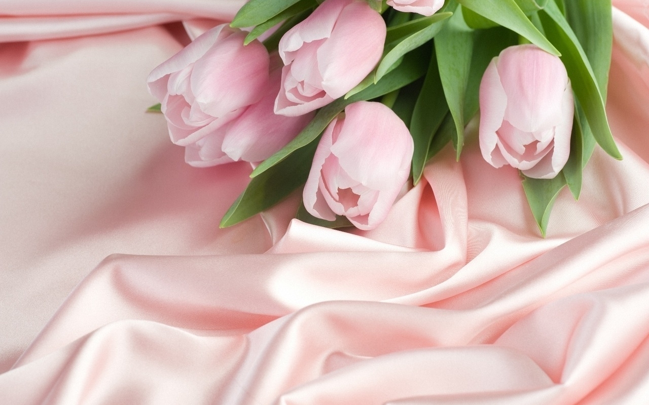 41141 скачать обои тюльпаны, цветы, растения, красные - заставки и картинки бесплатно
