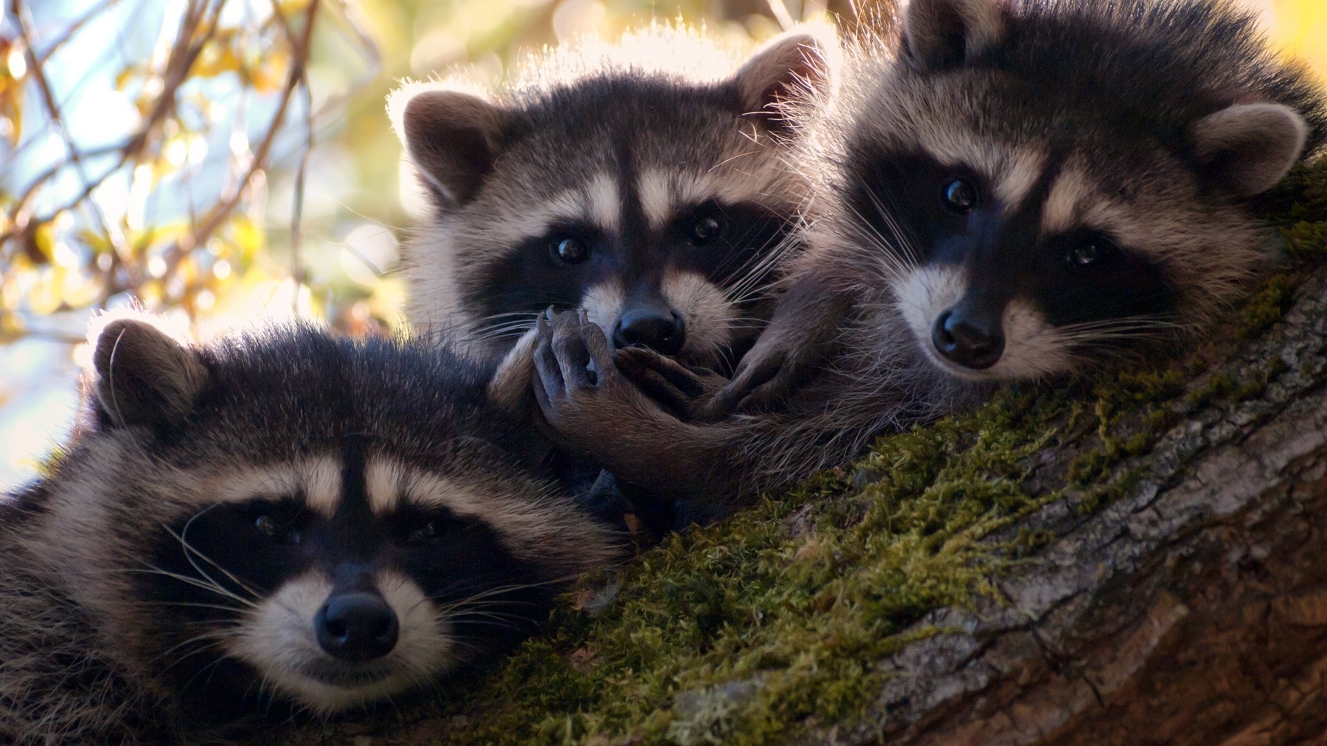 Laden Sie das Tiere, Waschbär-Bild kostenlos auf Ihren PC-Desktop herunter