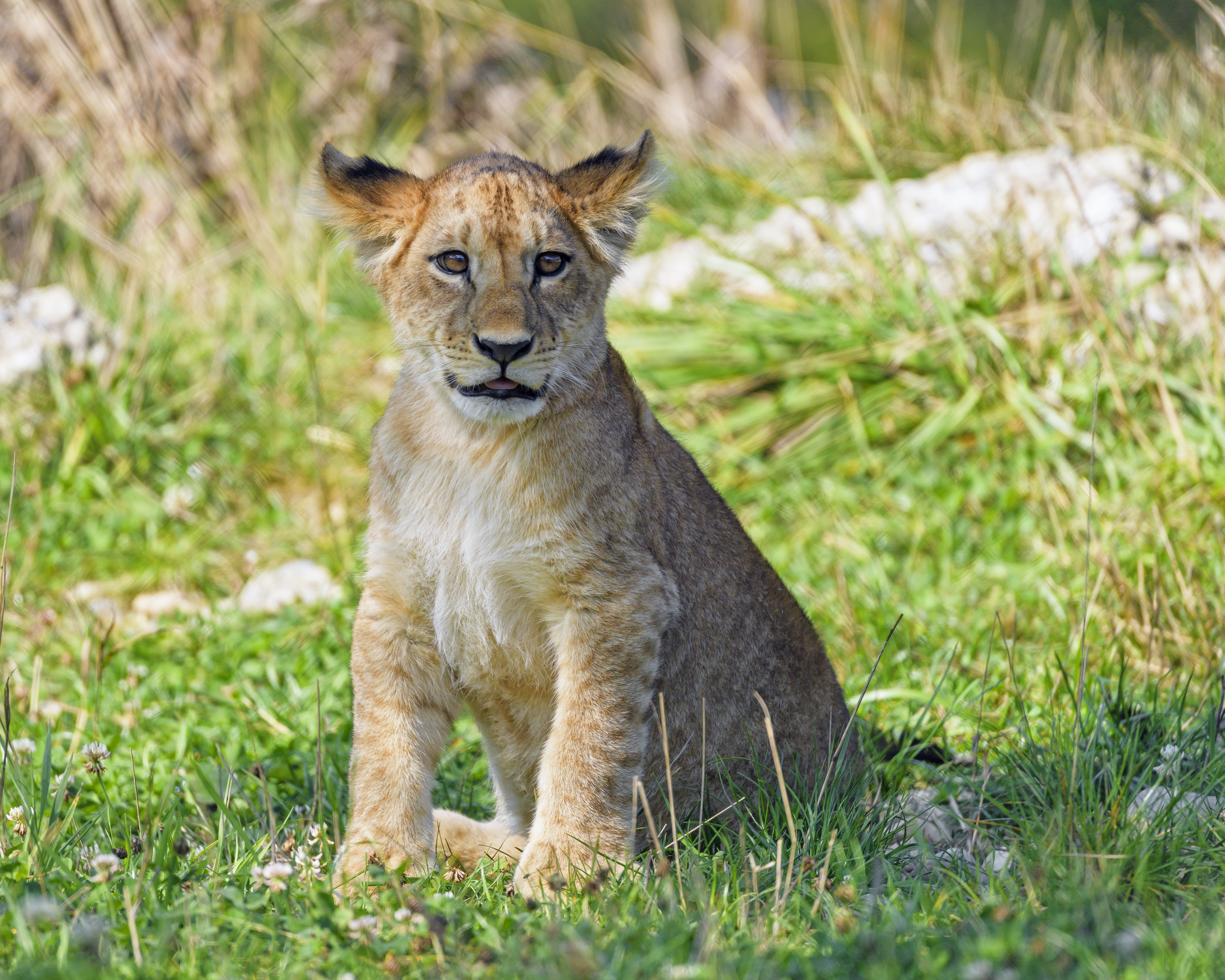 opinion, animals, grass, young, lion, predator, sight, joey, lion cub Full HD