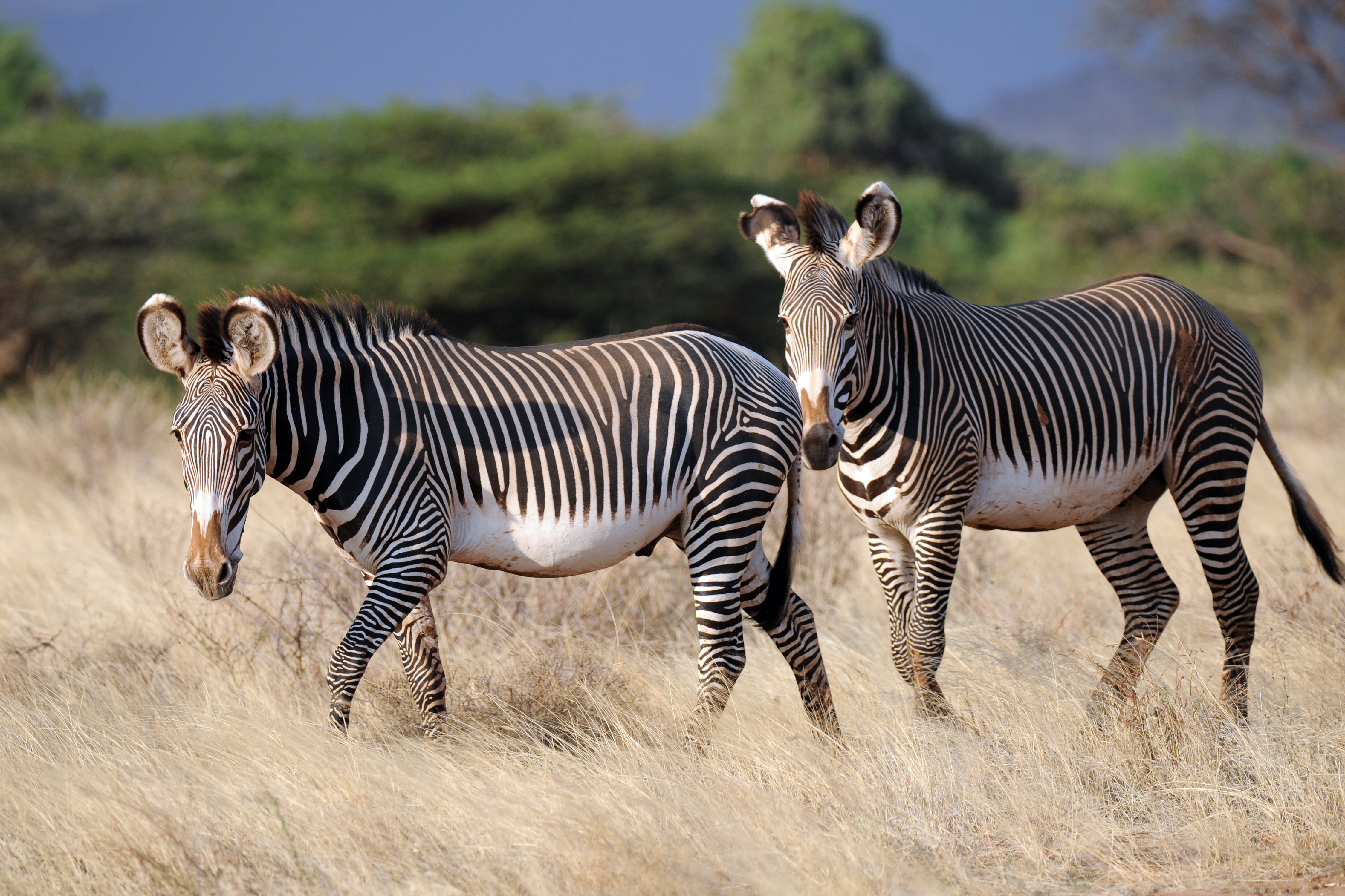 614216 baixar imagens animais, zebra - papéis de parede e protetores de tela gratuitamente