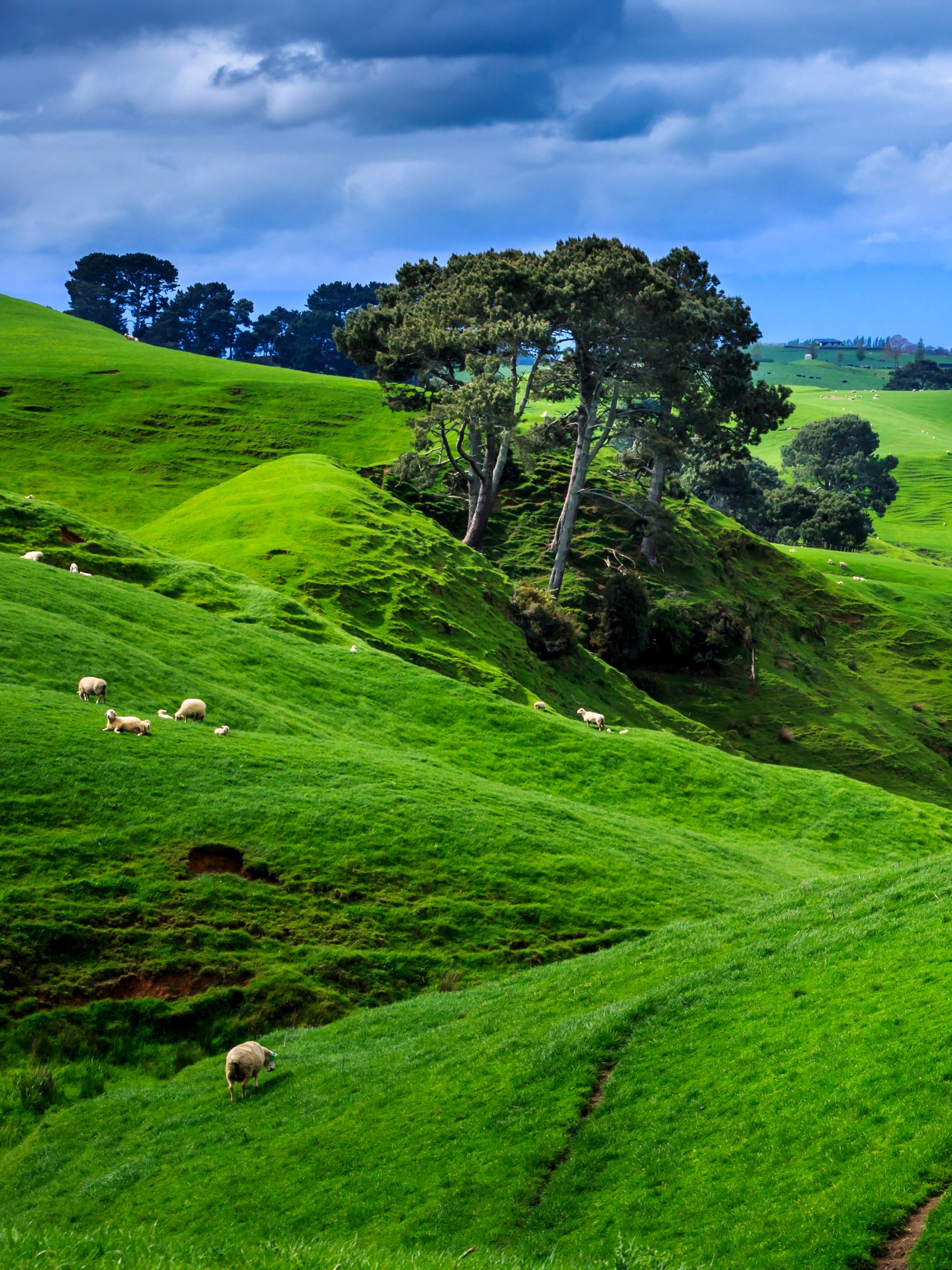 Download mobile wallpaper Landscape, Nature, Grass, New Zealand, Earth, Hill for free.