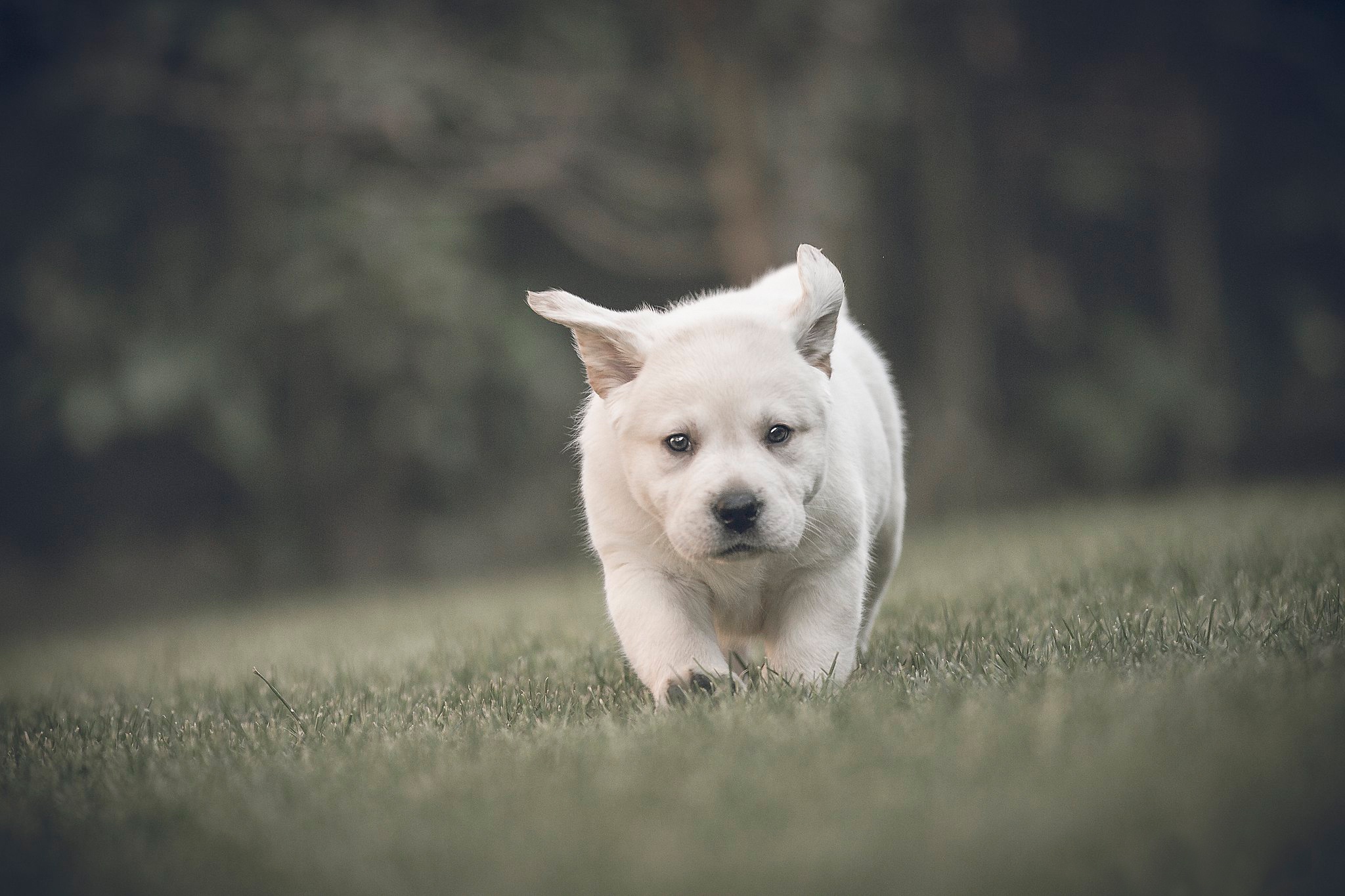 Handy-Wallpaper Tiere, Hunde, Hund, Welpen, Gras, Tierbaby, Tiefenschärfe kostenlos herunterladen.