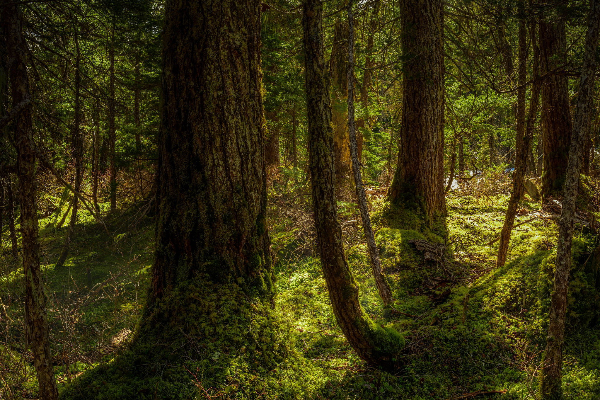 Baixe gratuitamente a imagem Floresta, Árvore, Terra/natureza na área de trabalho do seu PC