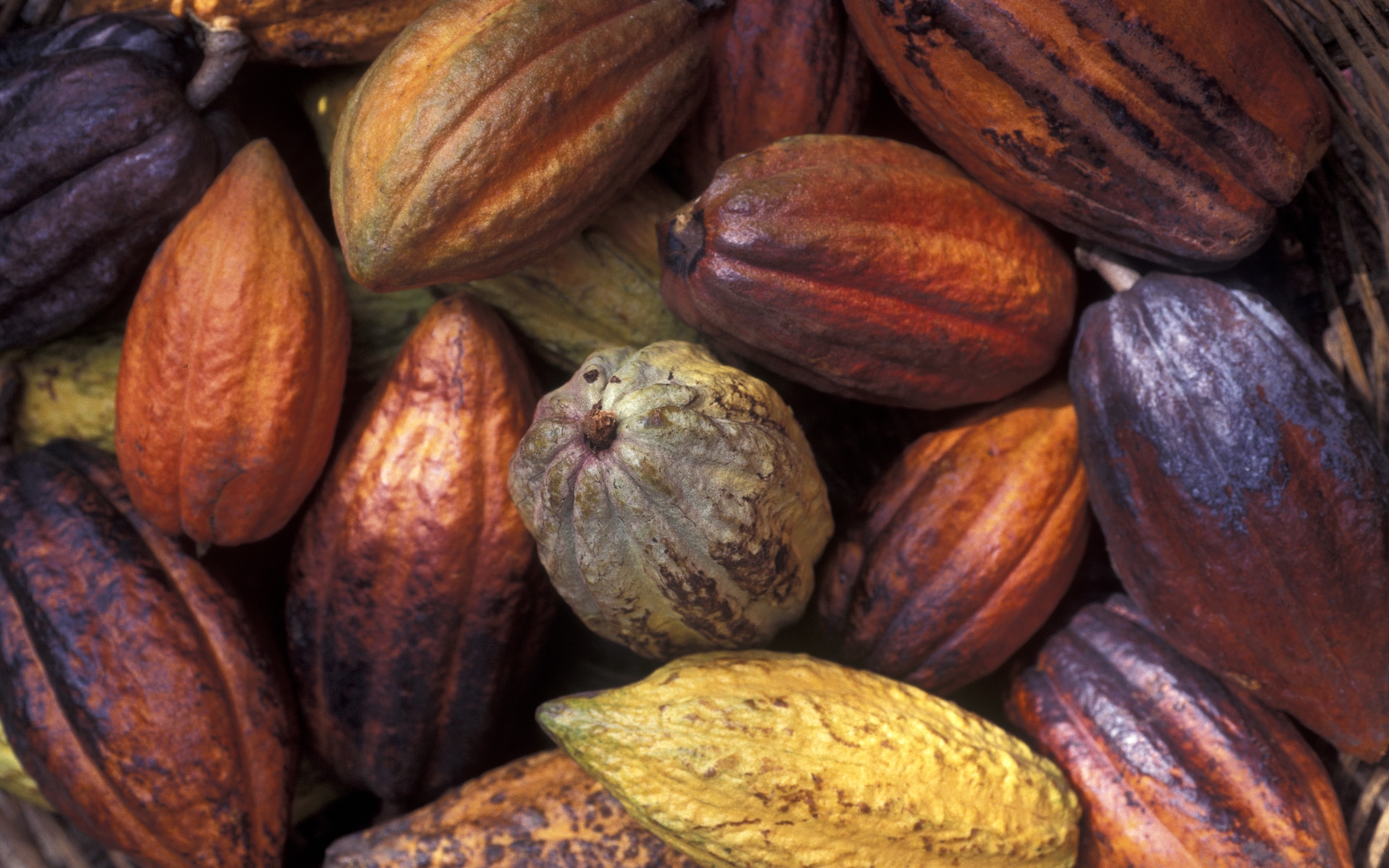 Download mobile wallpaper Food, Cocoa Bean for free.