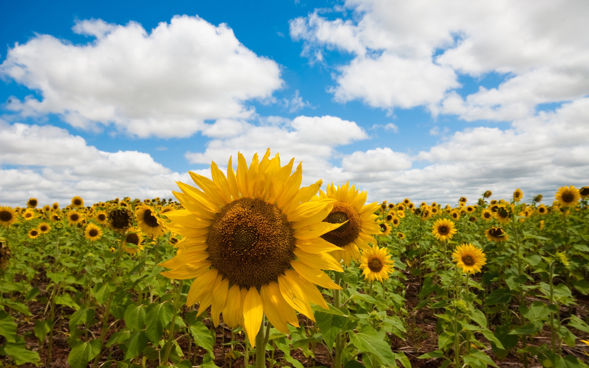 Download background sunflowers, landscape, fields
