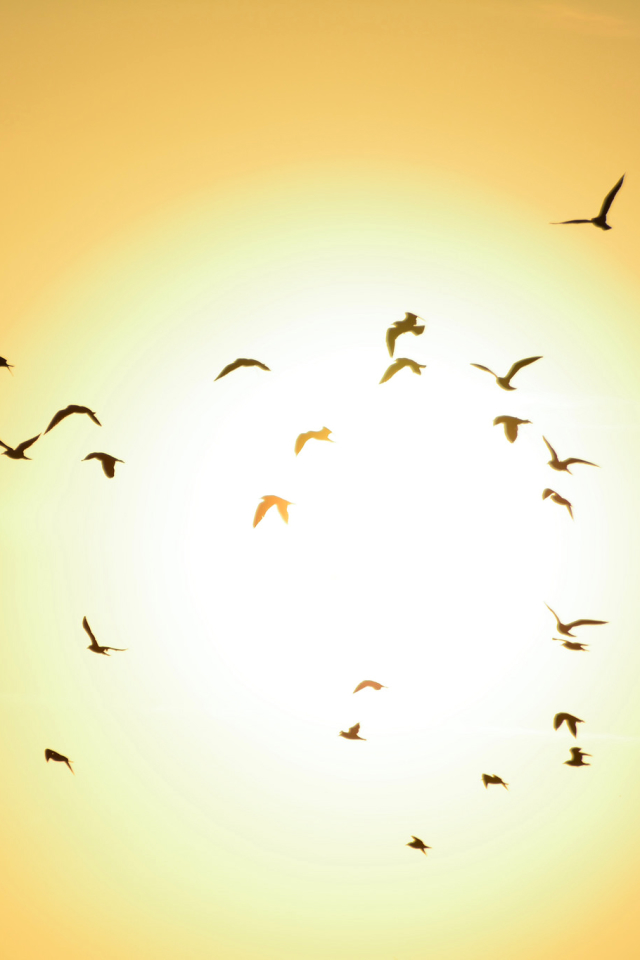 Download mobile wallpaper Birds, Sun, Silhouette, Bird, Animal for free.