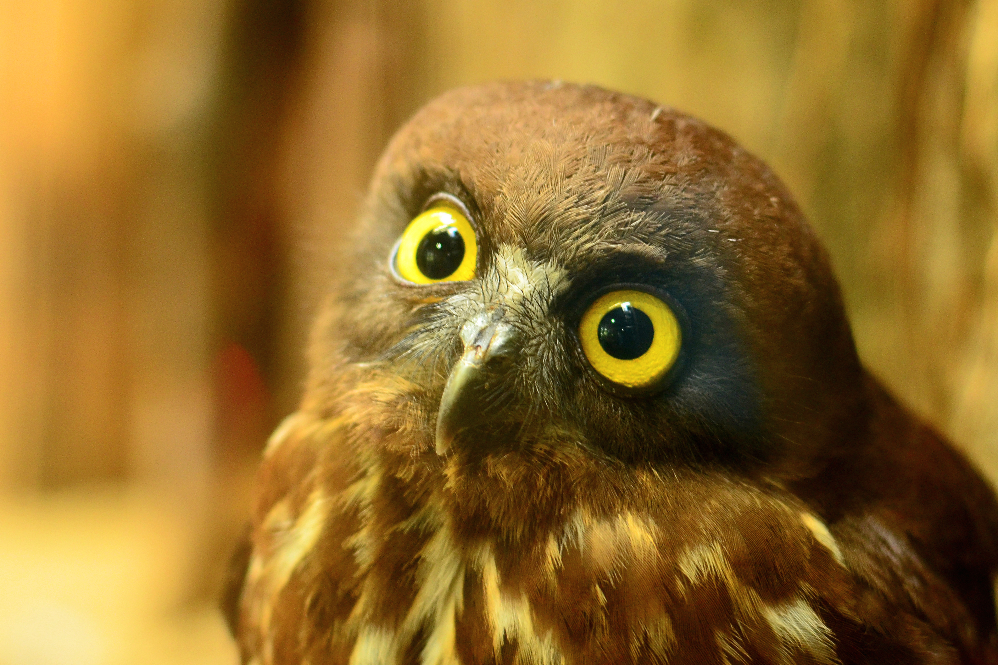 Download mobile wallpaper Brown Hawk Owl, Owl, Funny, Bird, Birds, Animal for free.