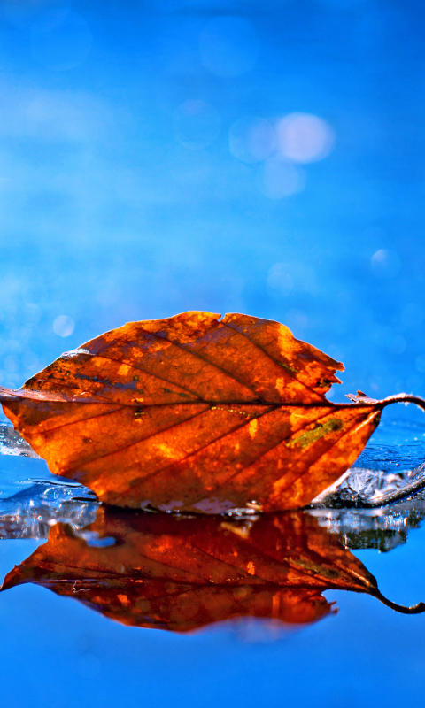 Download mobile wallpaper Reflection, Leaf, Fall, Earth, Bokeh, Water Drop for free.