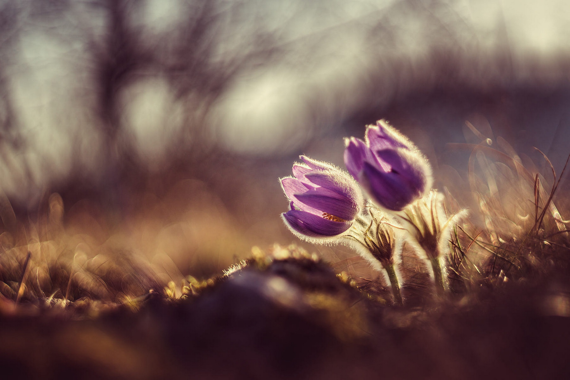 Descarga gratuita de fondo de pantalla para móvil de Flores, Flor, Tierra/naturaleza.