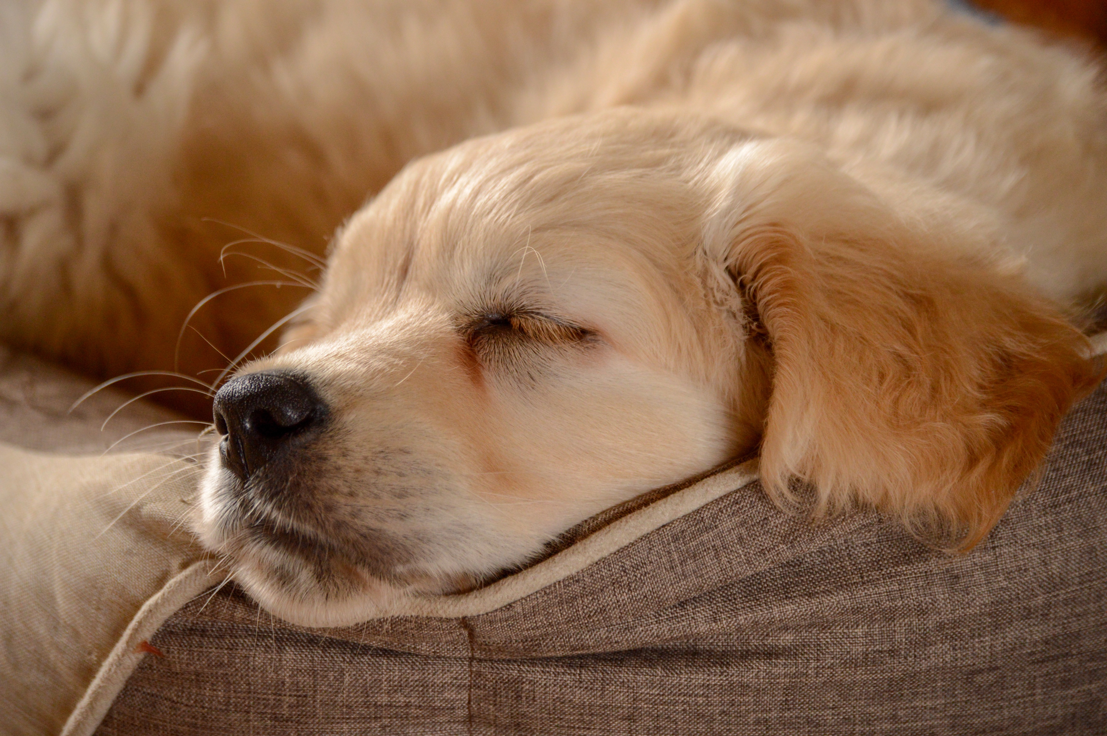 Free download wallpaper Dogs, Dog, Animal, Puppy, Golden Retriever, Sleeping, Baby Animal on your PC desktop