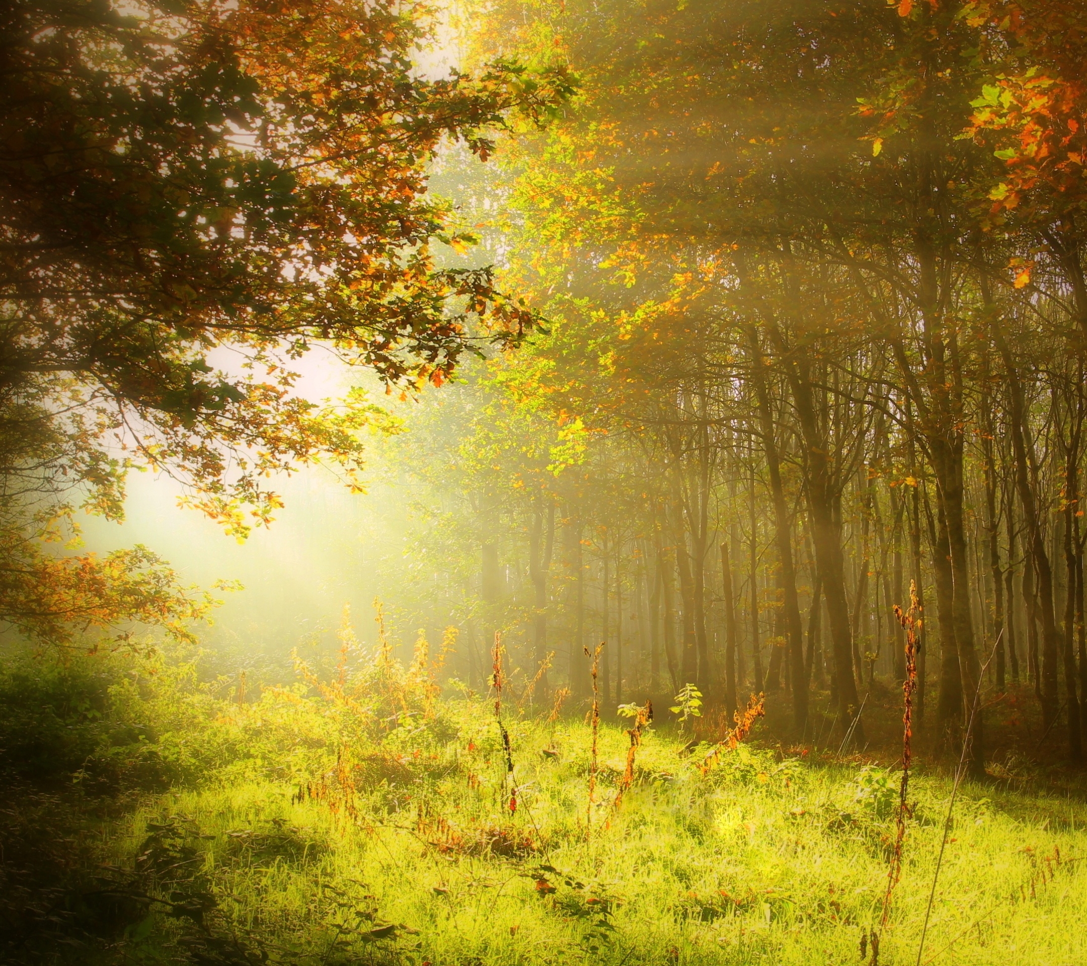 Free download wallpaper Nature, Grass, Forest, Tree, Fall, Earth, Sunbeam, Sunshine on your PC desktop