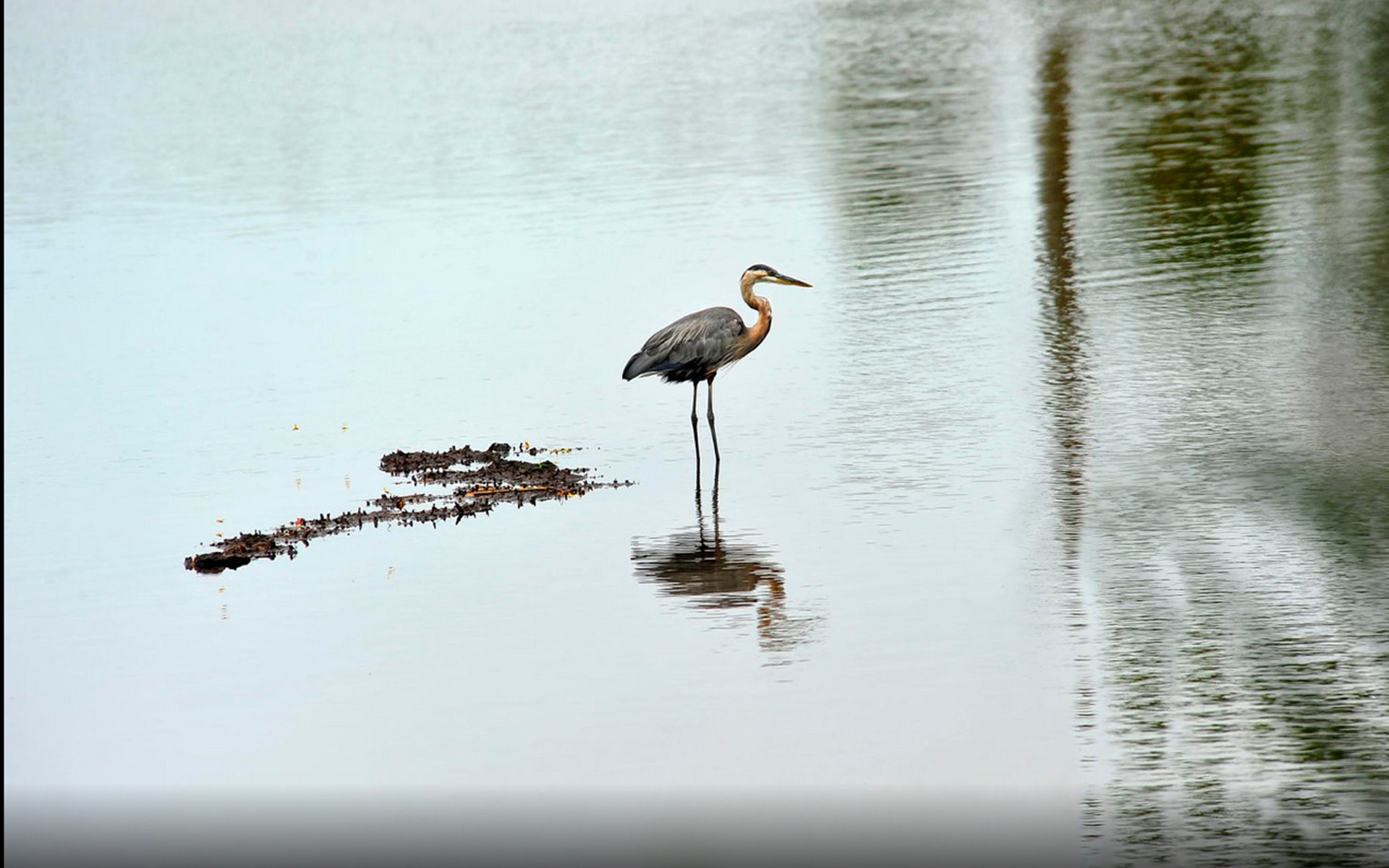 Free download wallpaper Bird, Animal on your PC desktop