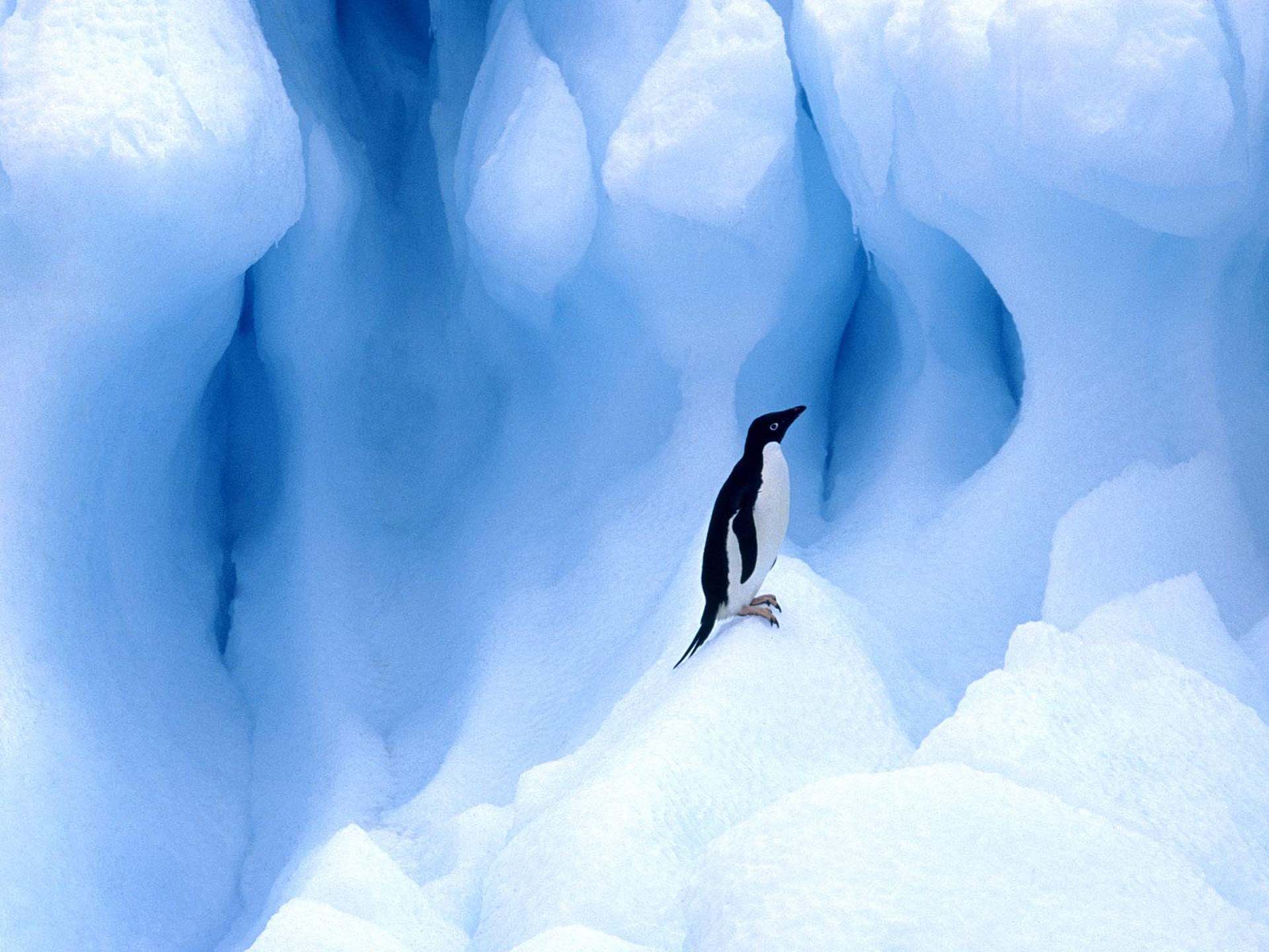 Скачать обои бесплатно Животные, Птицы, Ледник, Пингвин, Лёд, Пингвин Адели картинка на рабочий стол ПК