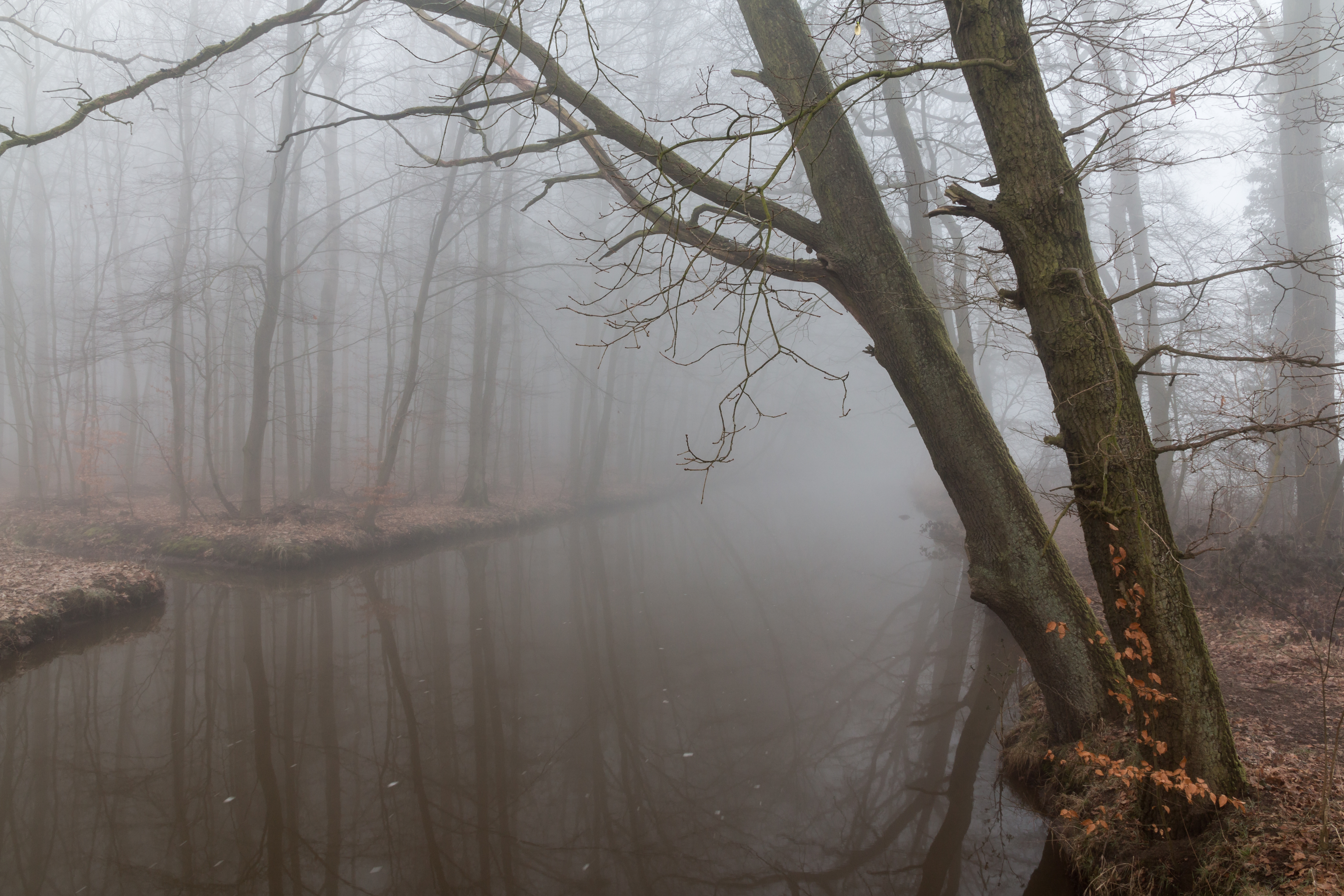 Laden Sie das Reflexion, Nebel, Geäst, Zweige, Natur, Düster-Bild kostenlos auf Ihren PC-Desktop herunter