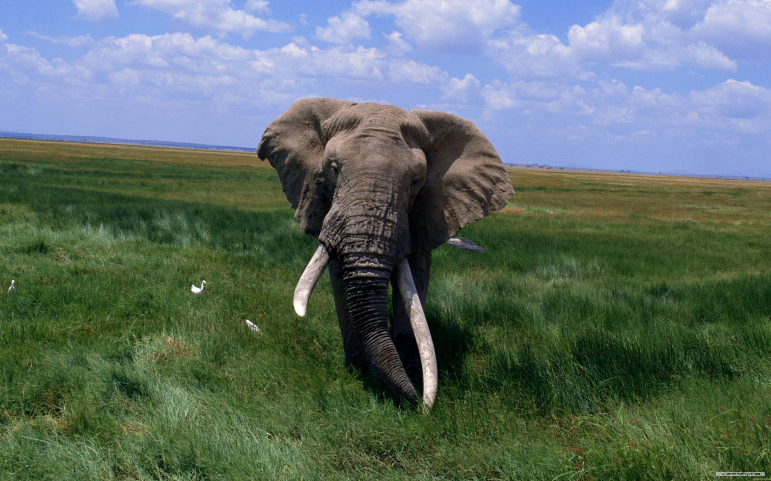 175303 Bild herunterladen tiere, afrikanischer elefant, elefanten - Hintergrundbilder und Bildschirmschoner kostenlos