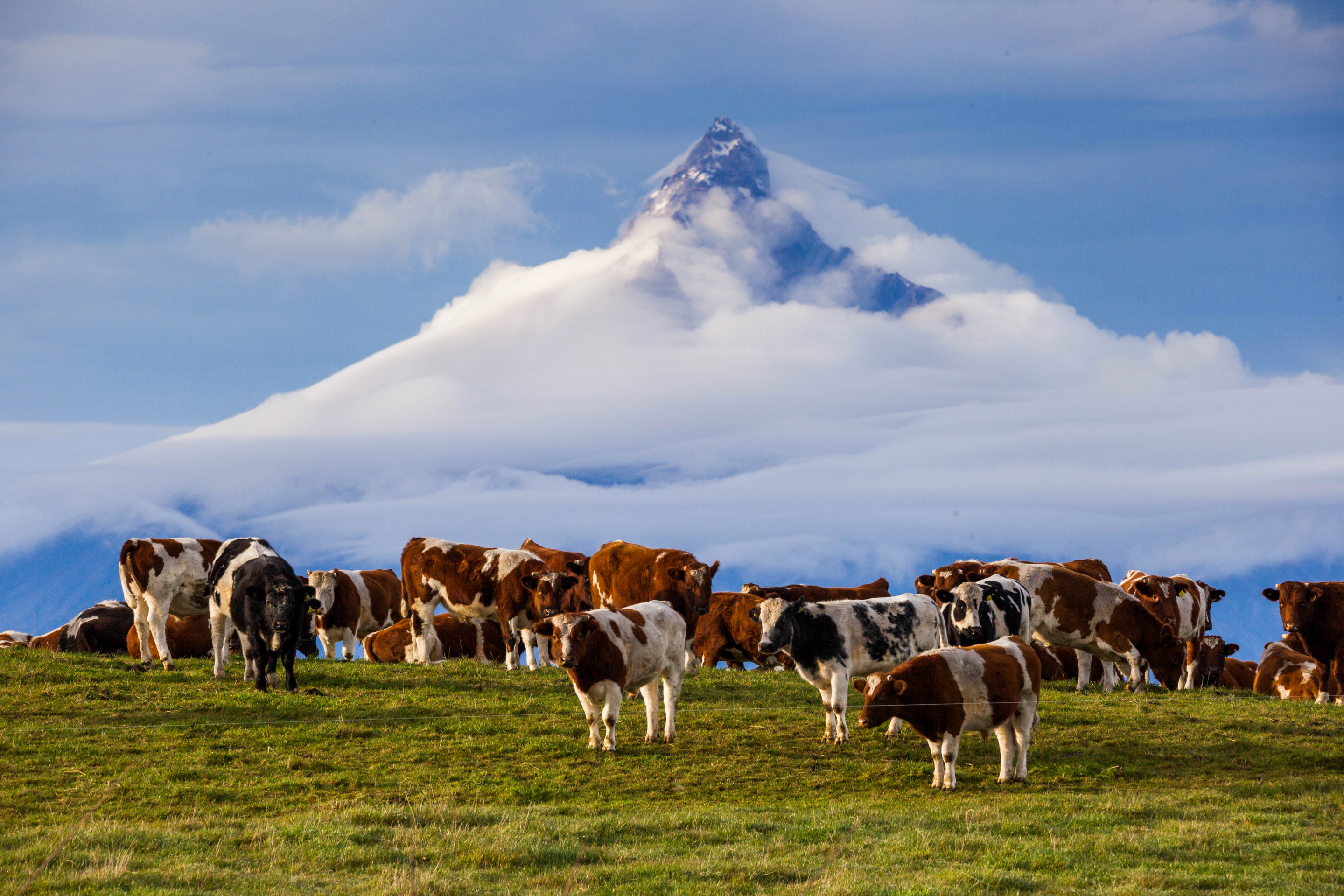 760481 скачать обои корова, животные, анды, гора, вершина горы - заставки и картинки бесплатно