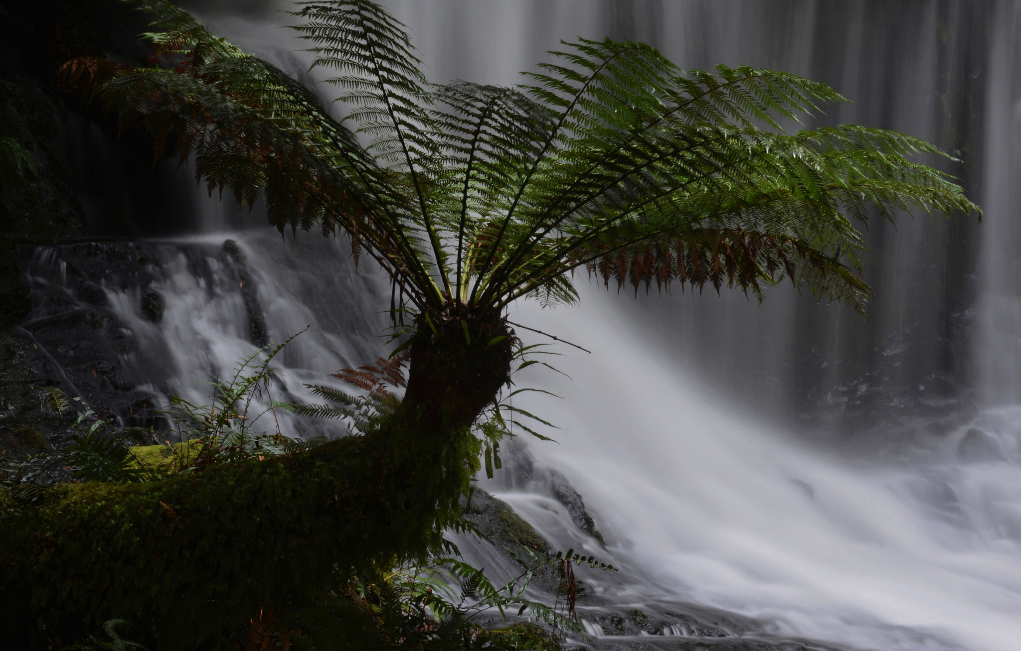 Free download wallpaper Nature, Waterfall, Fern, Earth, Moss on your PC desktop