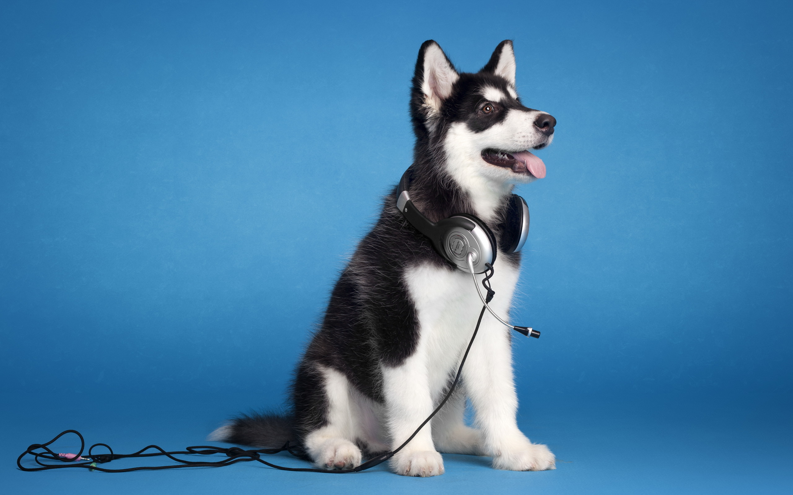 Laden Sie das Tiere, Hunde, Schlittenhund-Bild kostenlos auf Ihren PC-Desktop herunter