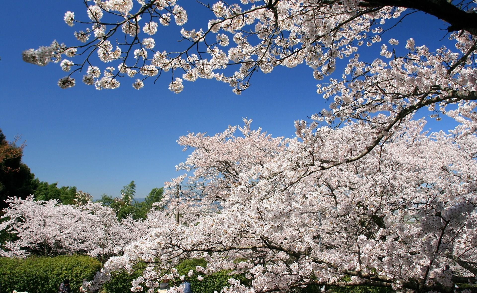 121703 télécharger l'image printemps, fleurs, sky, sakura, branches, floraison, source - fonds d'écran et économiseurs d'écran gratuits