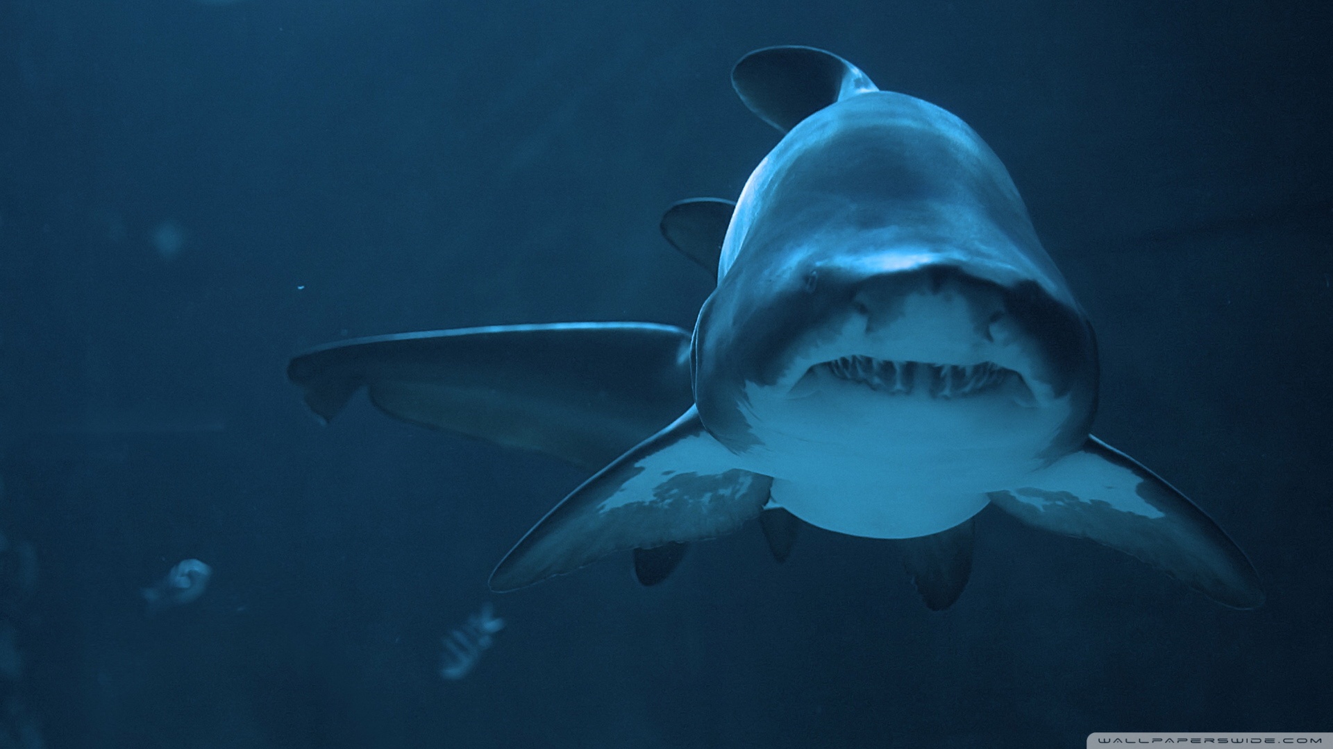 Free download wallpaper Sharks, Shark, Animal on your PC desktop