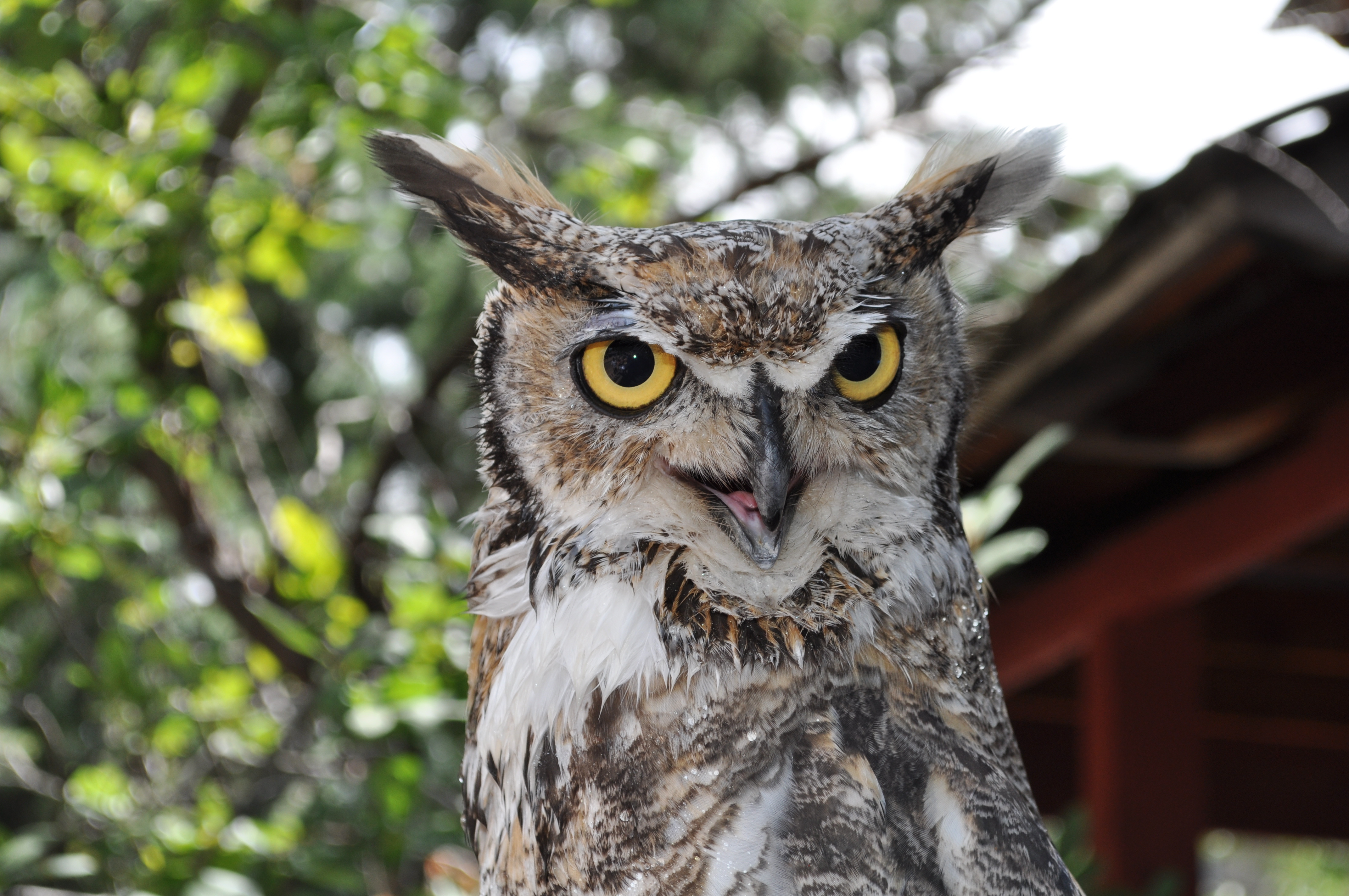 Baixar papel de parede para celular de Animais, Aves, Coruja gratuito.