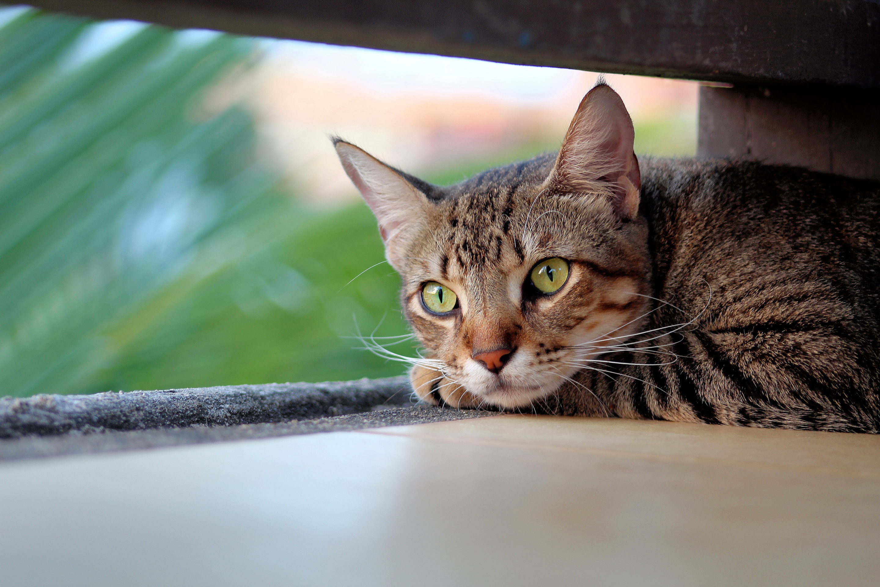 Handy-Wallpaper Tiere, Katzen, Katze kostenlos herunterladen.