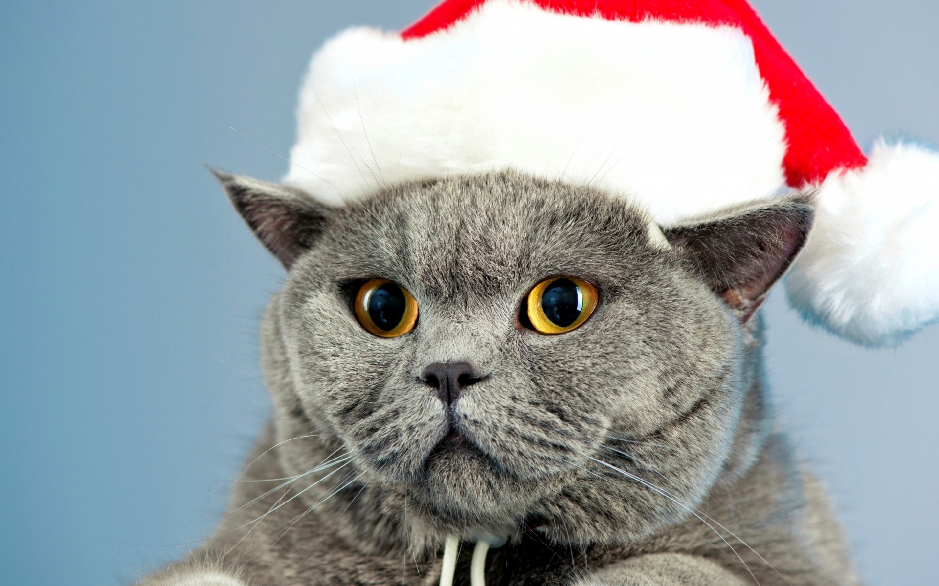 PCデスクトップに動物, クリスマス, ネコ, 猫, 黄色い目, サンタハット画像を無料でダウンロード