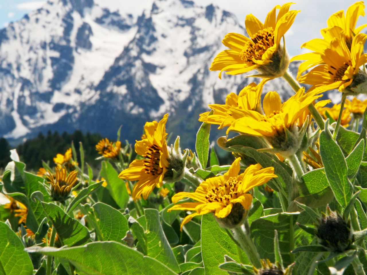 Téléchargez gratuitement l'image Fleur, Terre/nature sur le bureau de votre PC