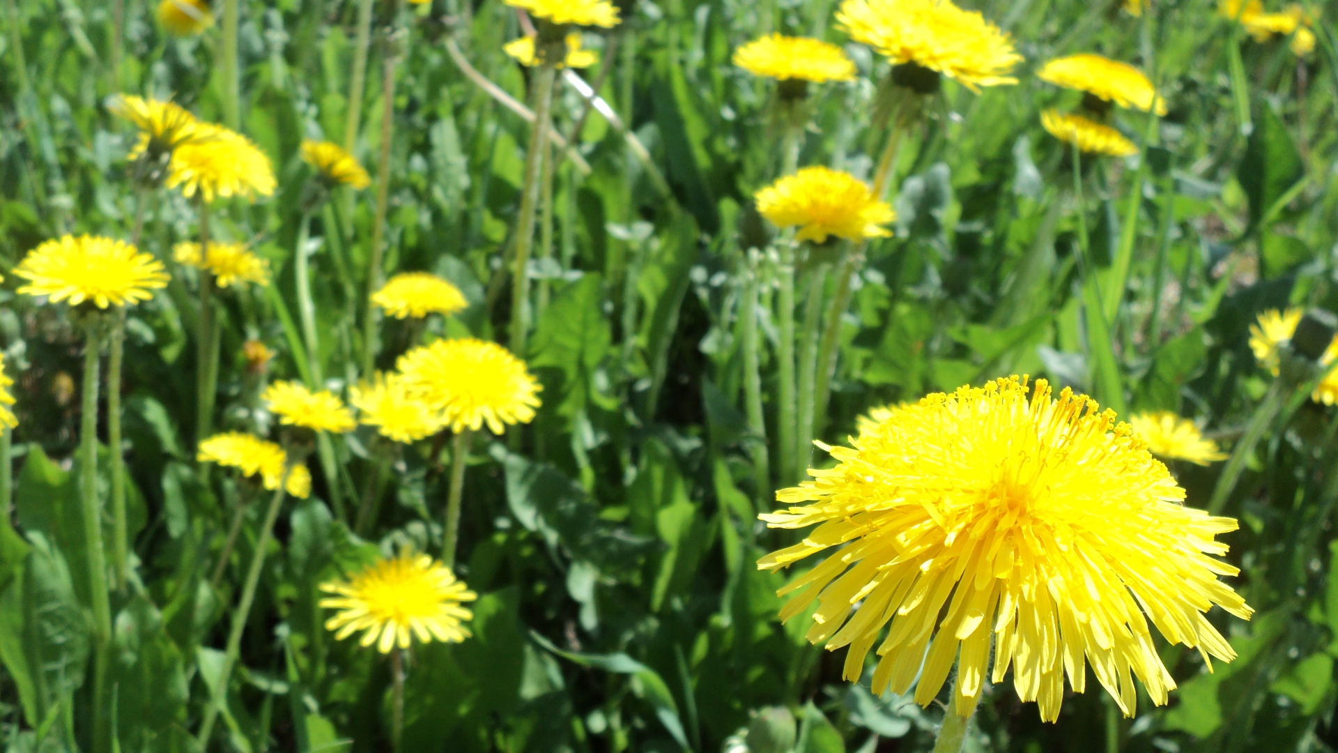 Laden Sie das Löwenzahn, Blume, Erde/natur-Bild kostenlos auf Ihren PC-Desktop herunter