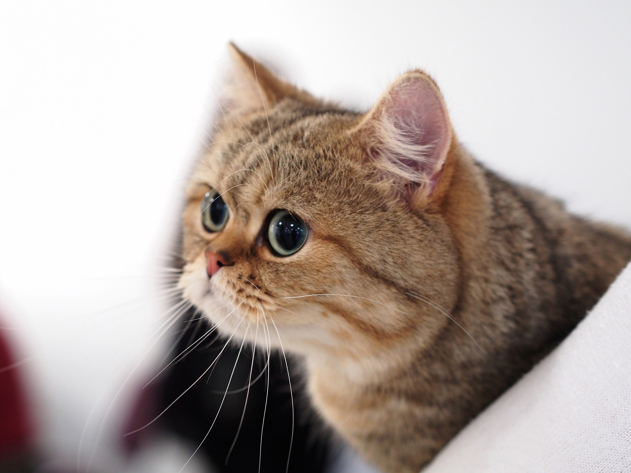 491944 descargar imagen animales, británico de pelo corto, gatos: fondos de pantalla y protectores de pantalla gratis