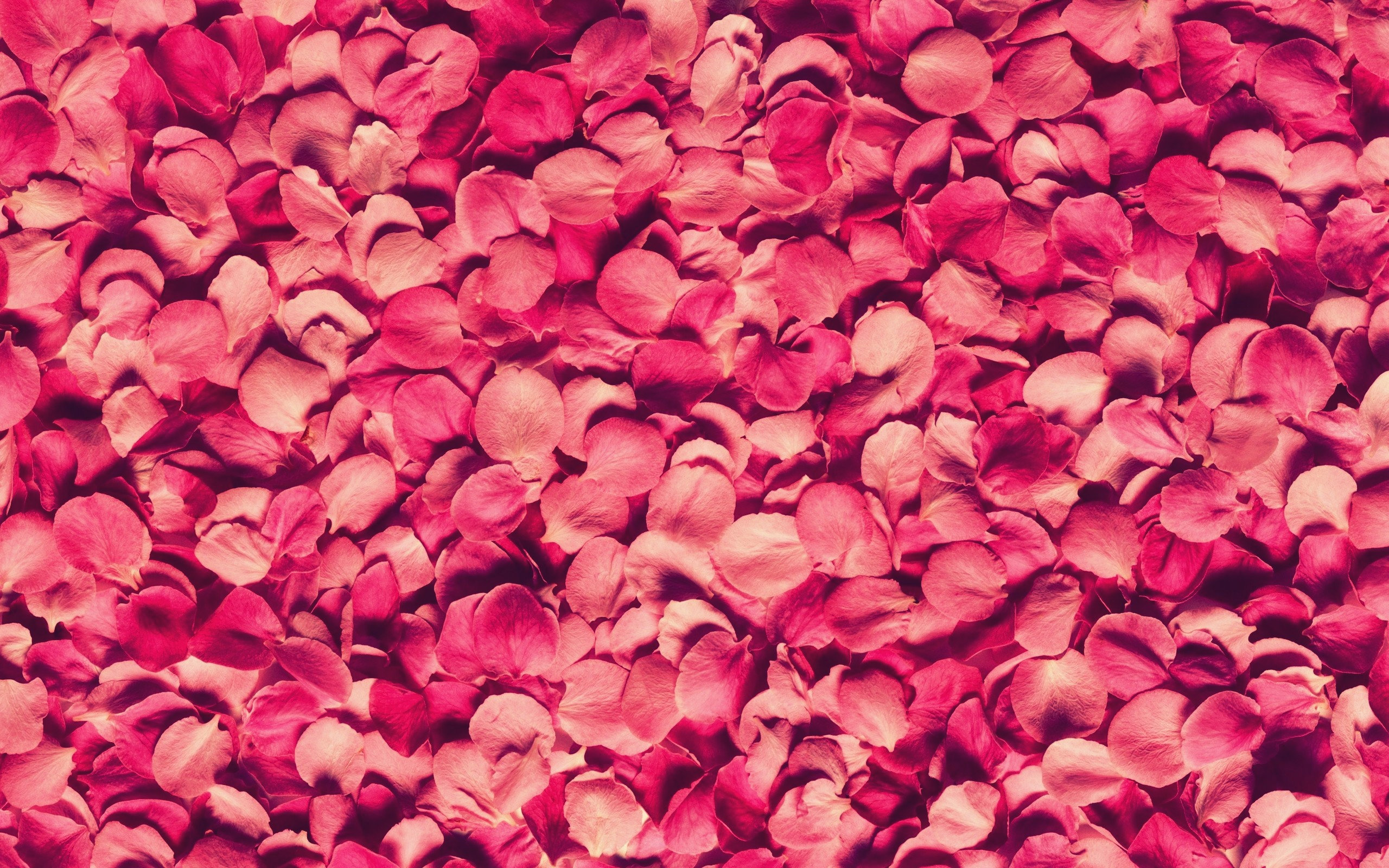 Download mobile wallpaper Petal, Flowers, Rose, Earth for free.