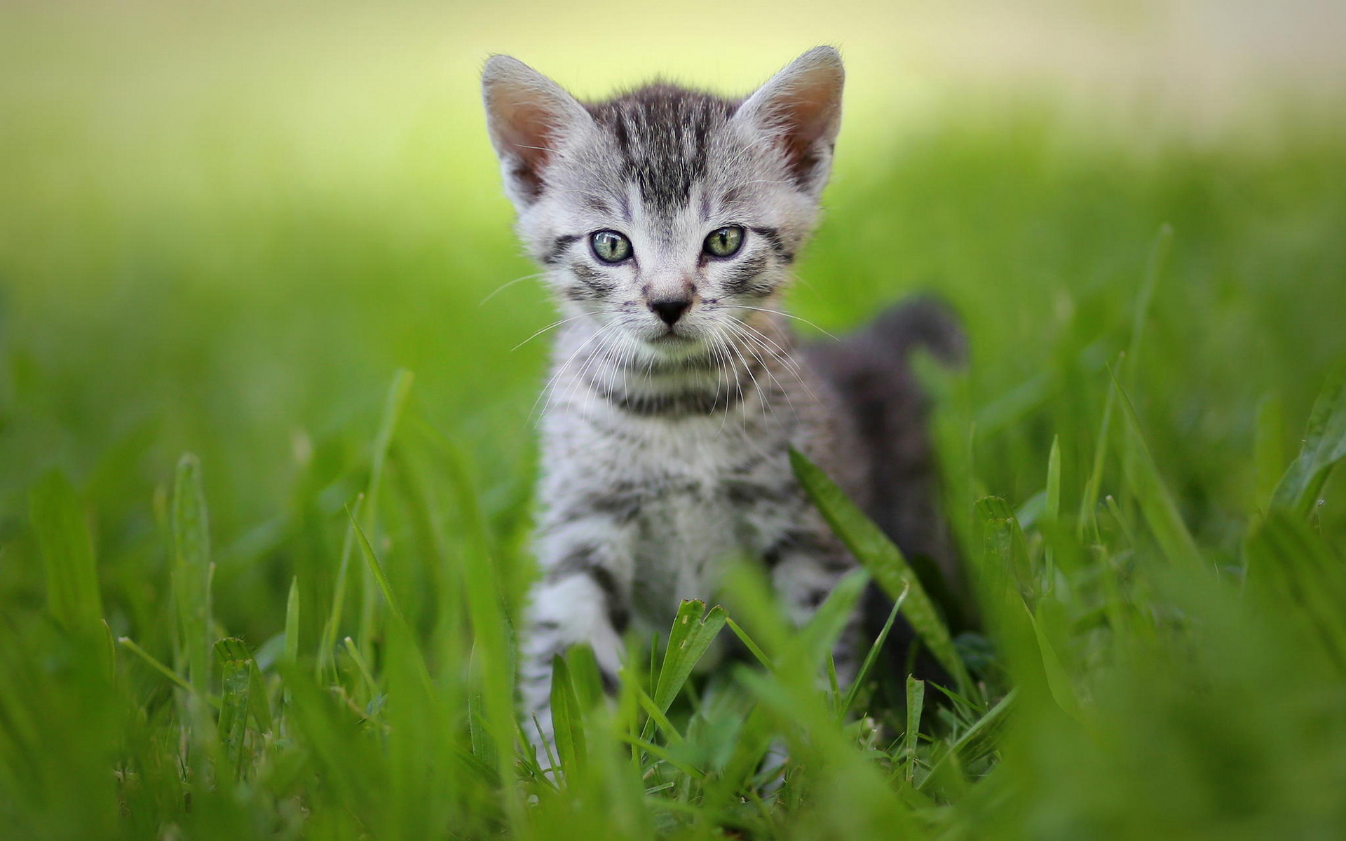 無料モバイル壁紙動物, ネコ, 猫をダウンロードします。