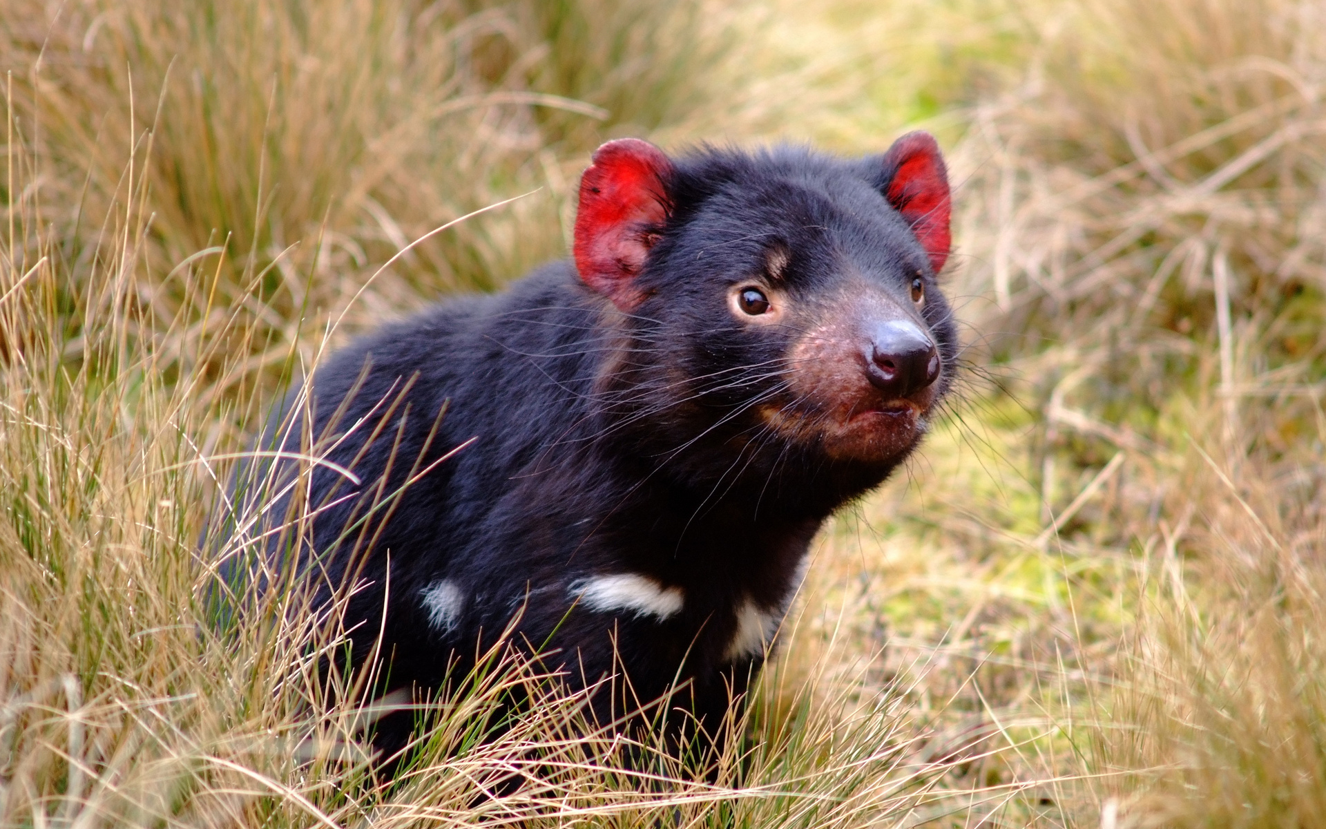 Die besten Tasmanischer Teufel-Hintergründe für den Telefonbildschirm