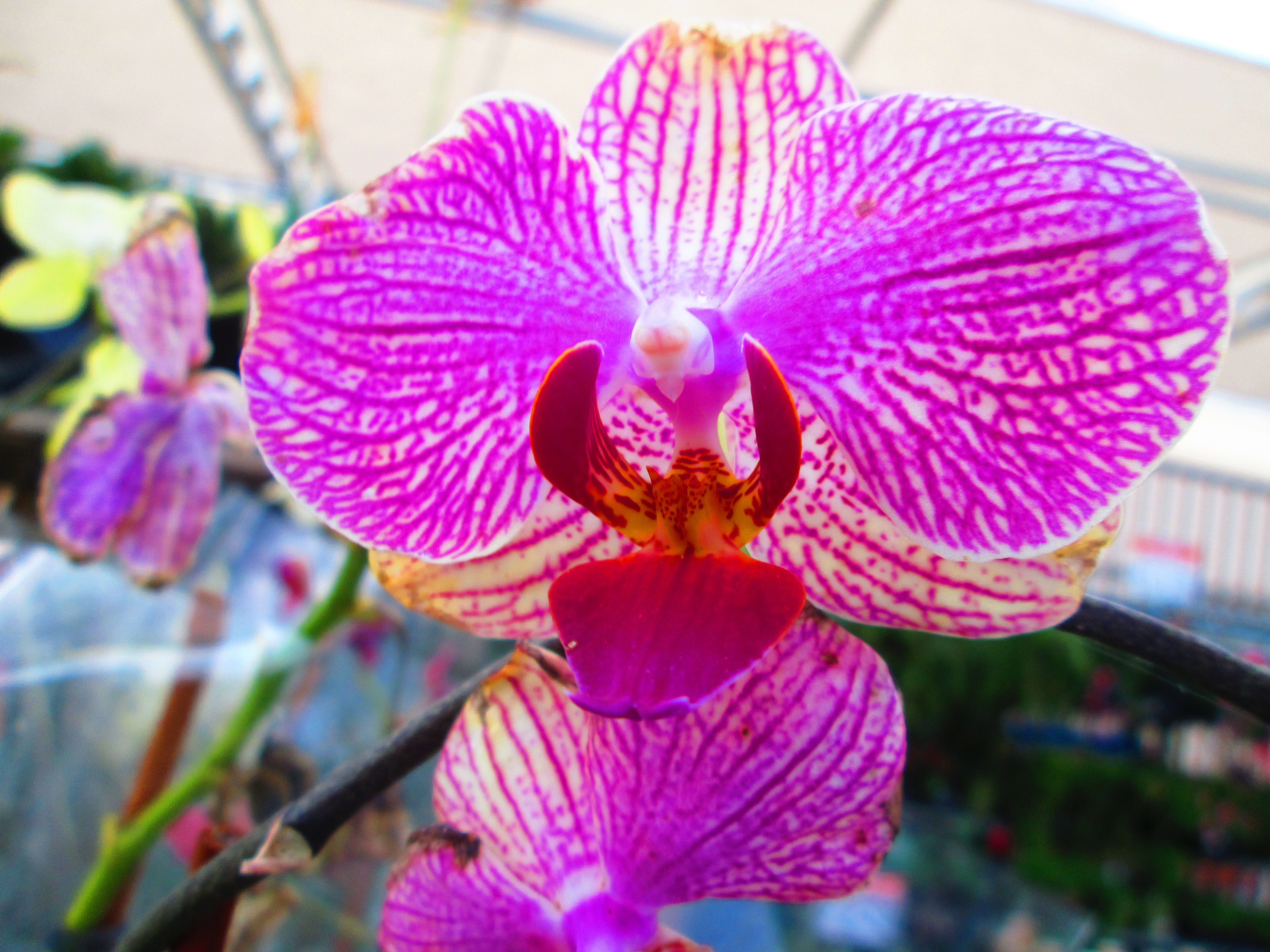 Скачать картинку Орхидея, Пинк, Флауэрсы, Цветок, Земля/природа в телефон бесплатно.
