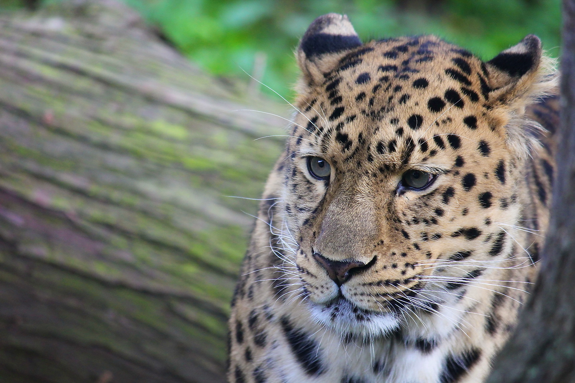 Baixar papel de parede para celular de Animais, Gatos, Leopardo gratuito.